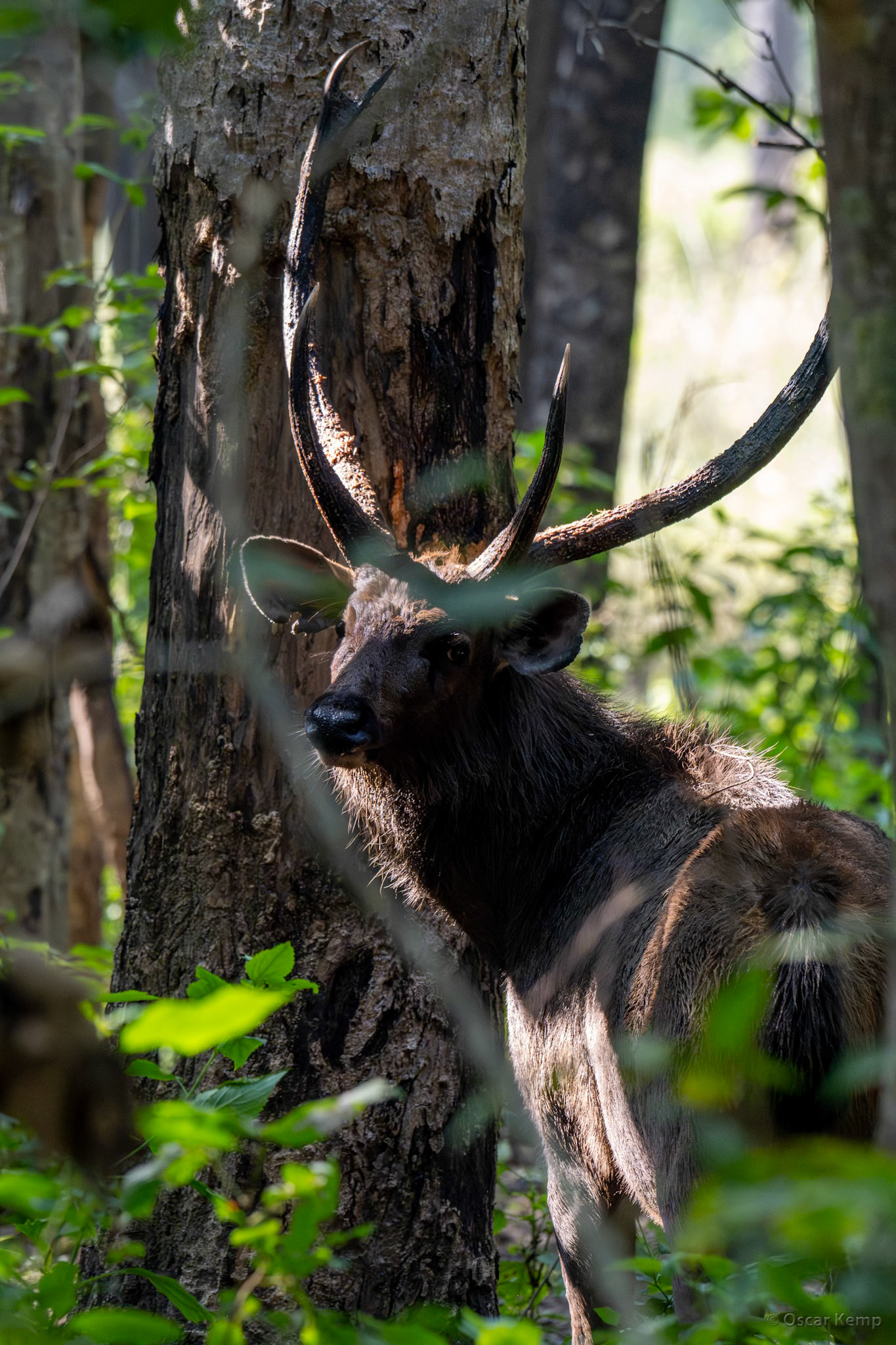 Kanha, Madhya Pradesh / Sambar deer ♂ (Rusa unicolor) in the dense undergrowth with typically base forked antlers [India 2025 11]