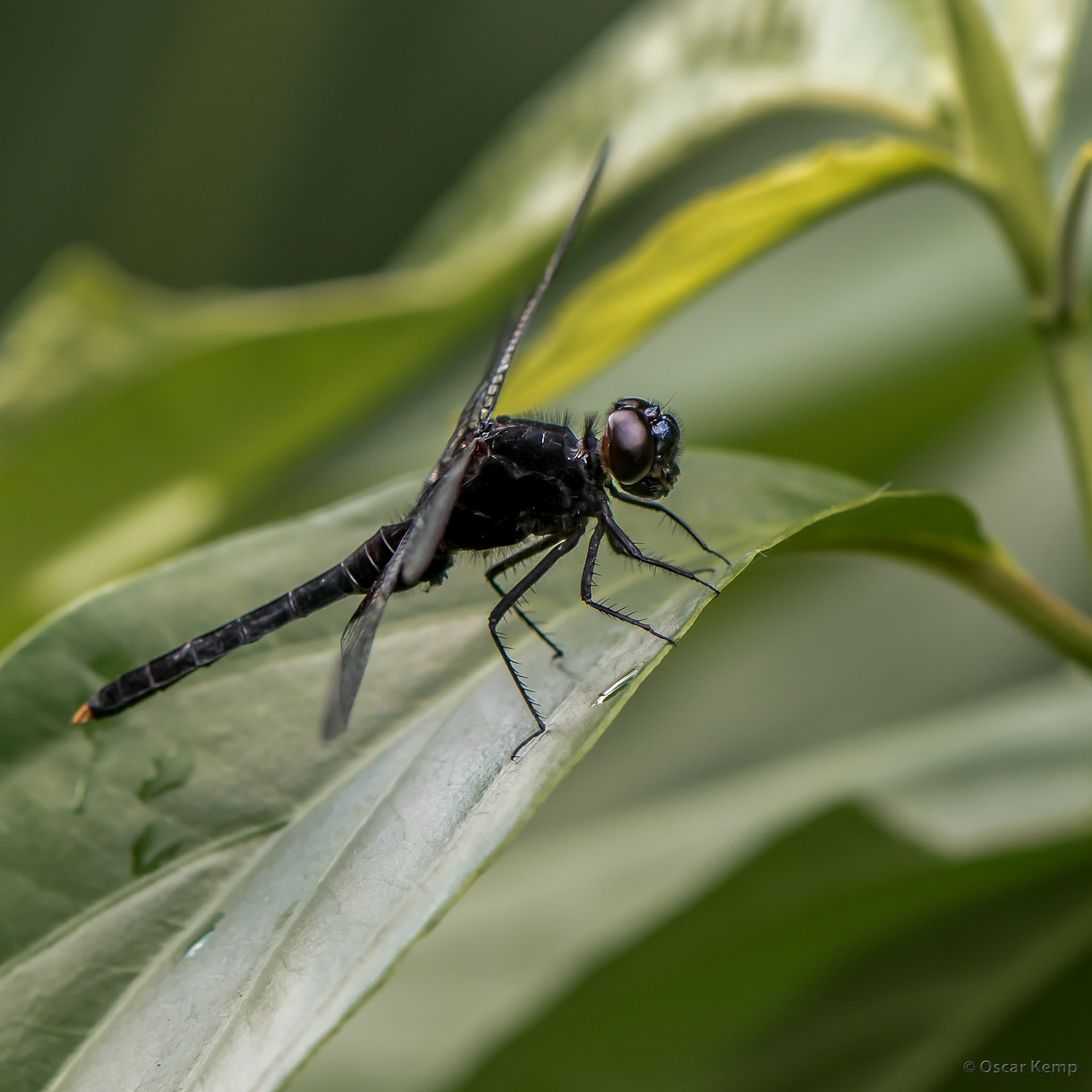 Brazilian Iguazú / Beauty up close (Dragonfly, probably Aeschnophlebia anisoptera) [2016 12]