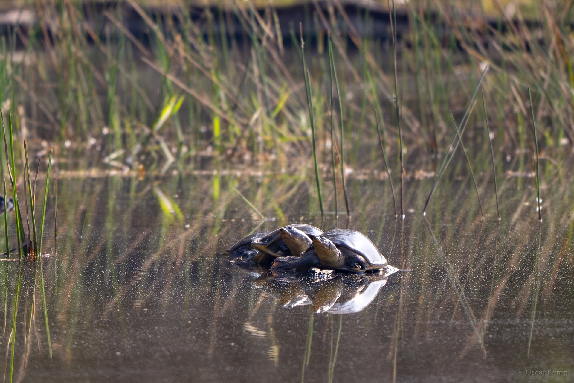 Bandhavgarh,Madhya Pradesh / Sunbathing Indian flapshell turtles (Lissemys punctata) on a stump above the water surface [India 2025 11]