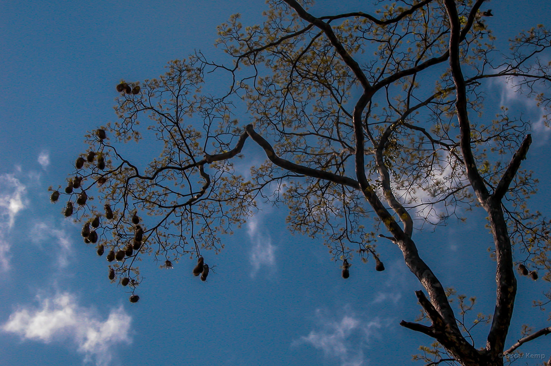 Bigi Poika / Banabeki or Yellow-rumped Cacique (Cacicus cela) nests high and safely in a tall tree [2004 09]