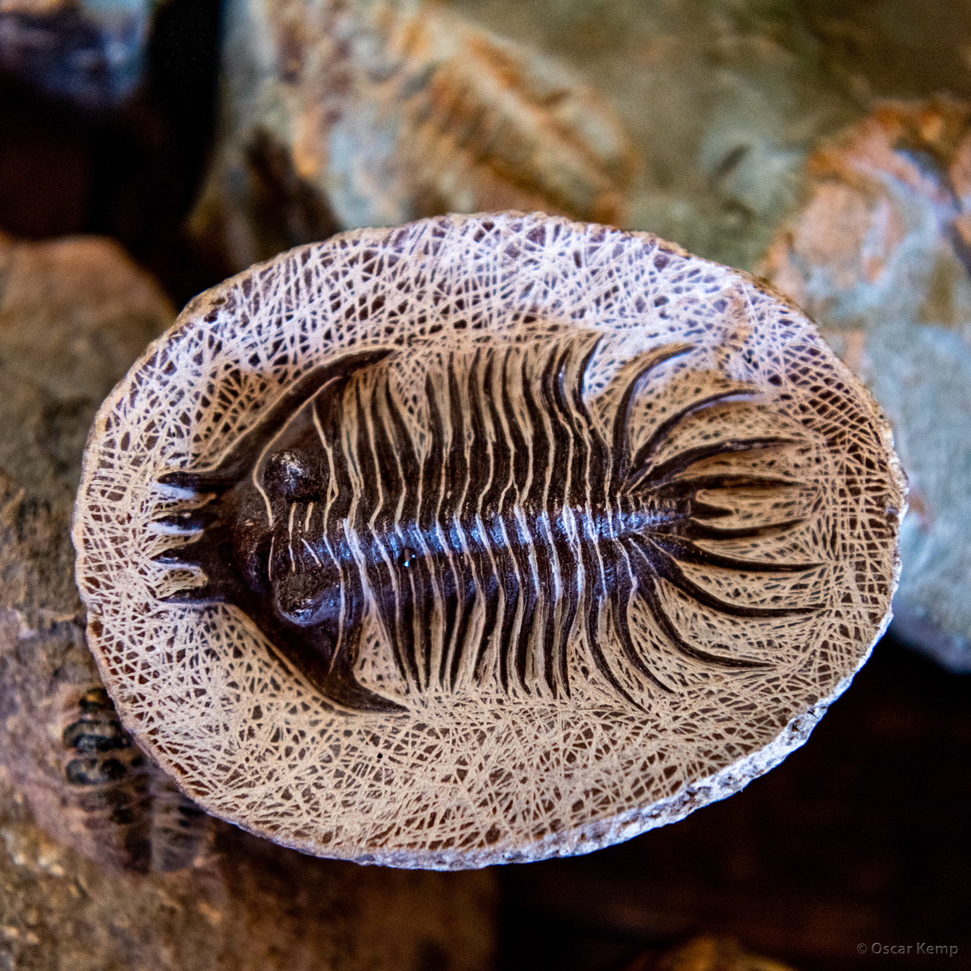 Ksar Ouled M'barek / Trilobite fossil (extinct marine arthropod) [Marocco, 2025 02]