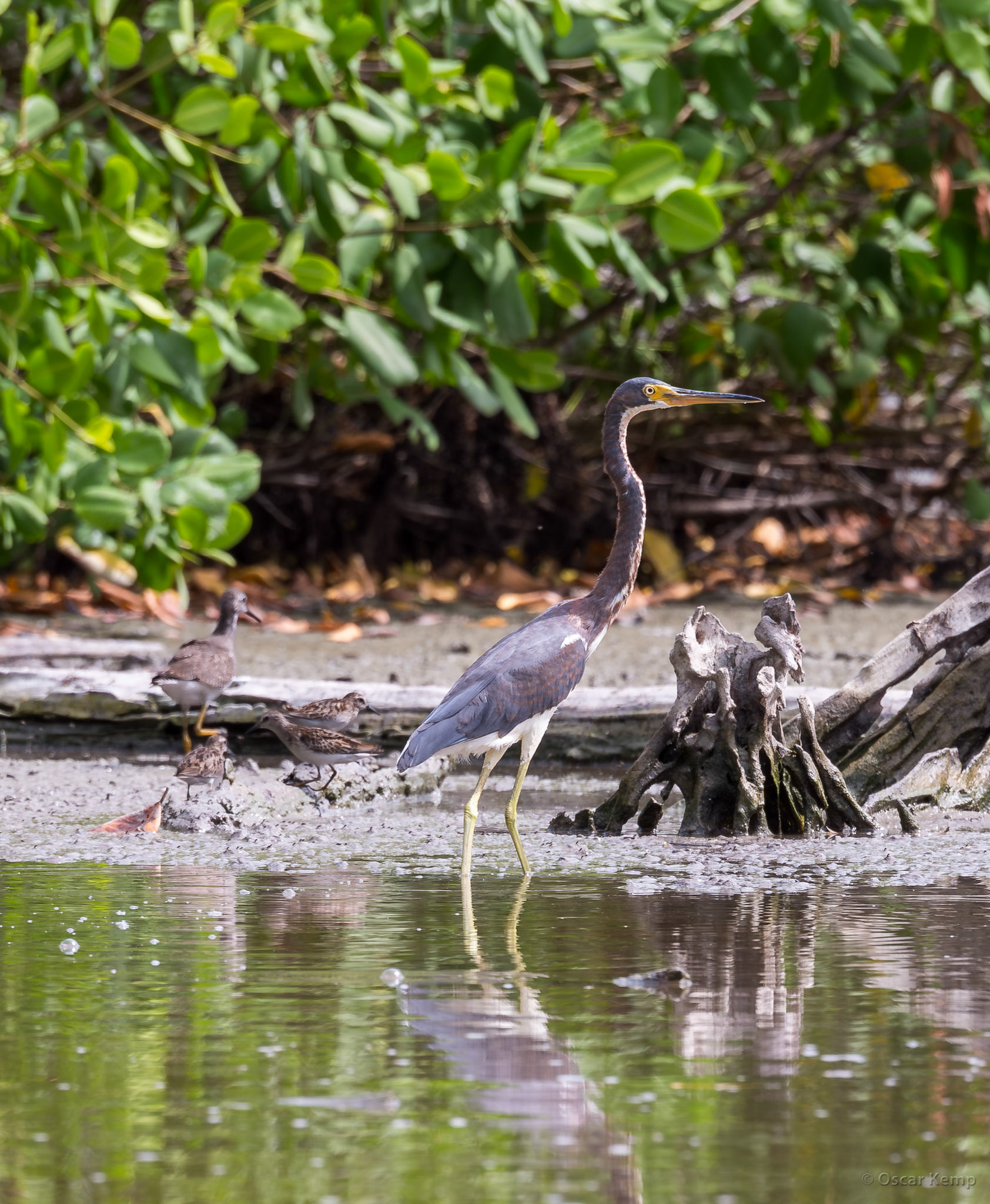 Great blue heron (Ardea herodias) and a few smaller, inconspicuous birds probably Lesser yellowlegs (Tringa flavipes) [Suriname/Bigi Pan, 2018 10]