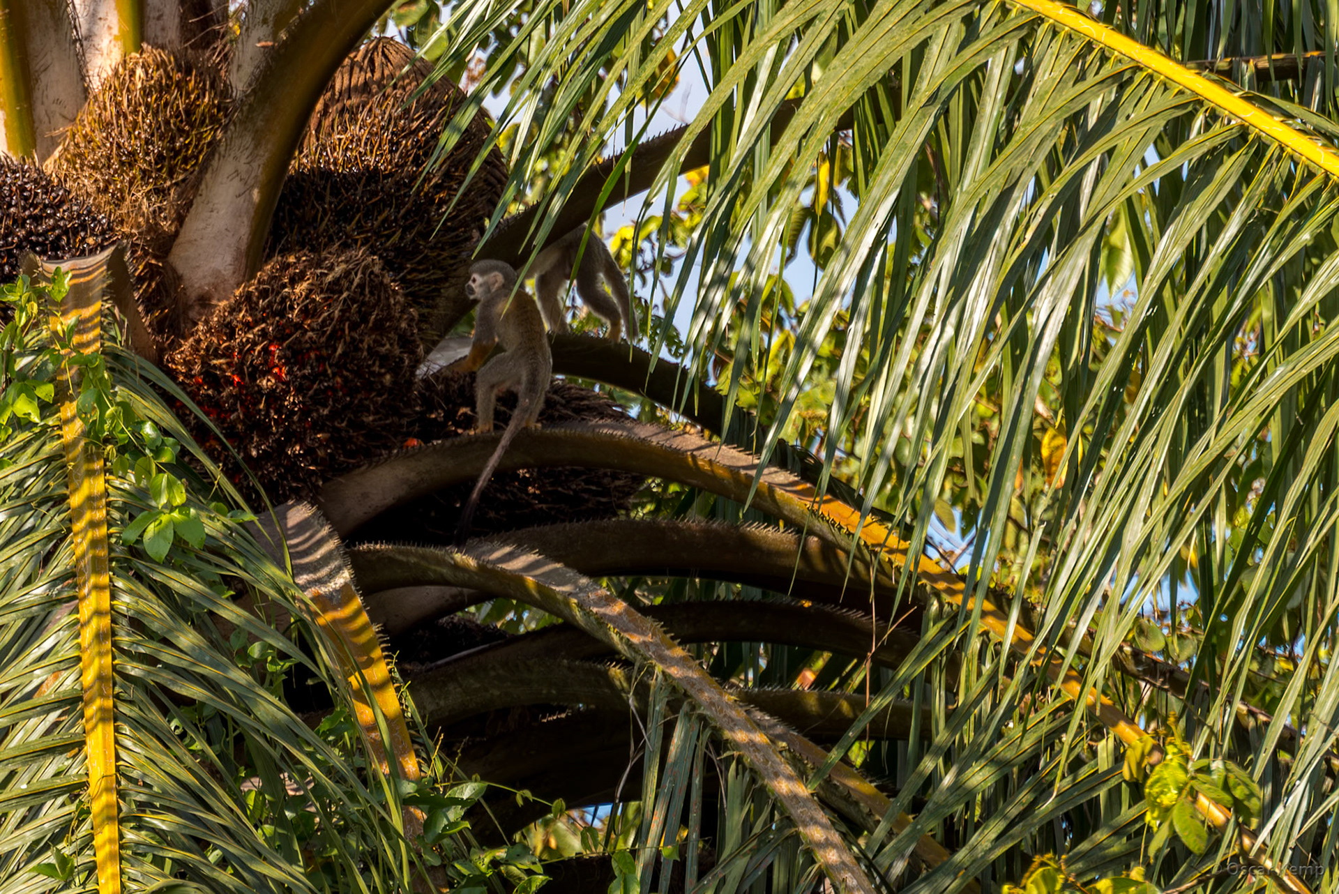 Martin Luther Kingweg aka Highway / Small and agile Squirrel monkeys (Saimiri sciureus) feeding on nutritious palm fruits [Suriname, 2018 10]