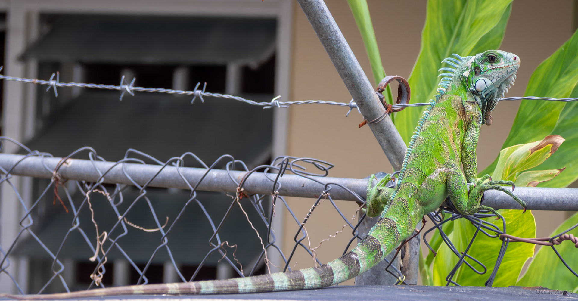 Morgenstond / Young Legwana or Green iguana (Iguana iguana) [Suriname, 2022 04]