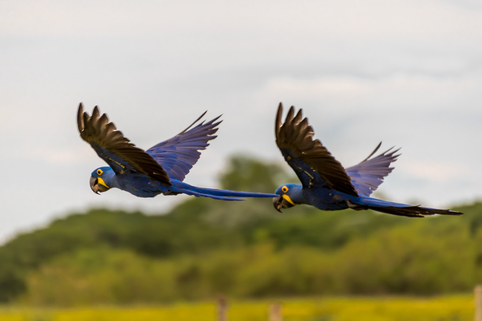 Mato Grosso do Sul-Xaraés Nature camping / Stunning Hyacinth macaw or blue macaw (Anodorhynchus hyacinthinus) [2017 01]