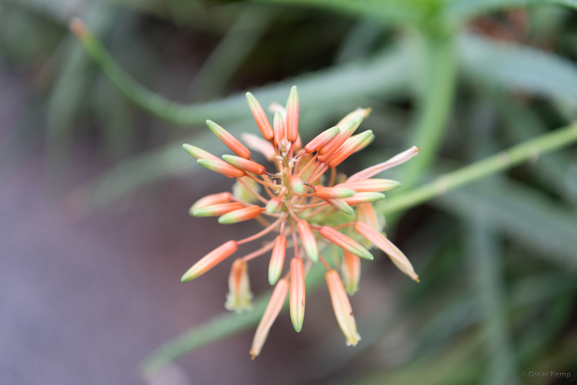 Anima (Andre Heller Garden)-Ait Tiguerte / Flower of the rubble aloe or miter aloe (Aloe perfoliata) [Marocco, 2024 04]