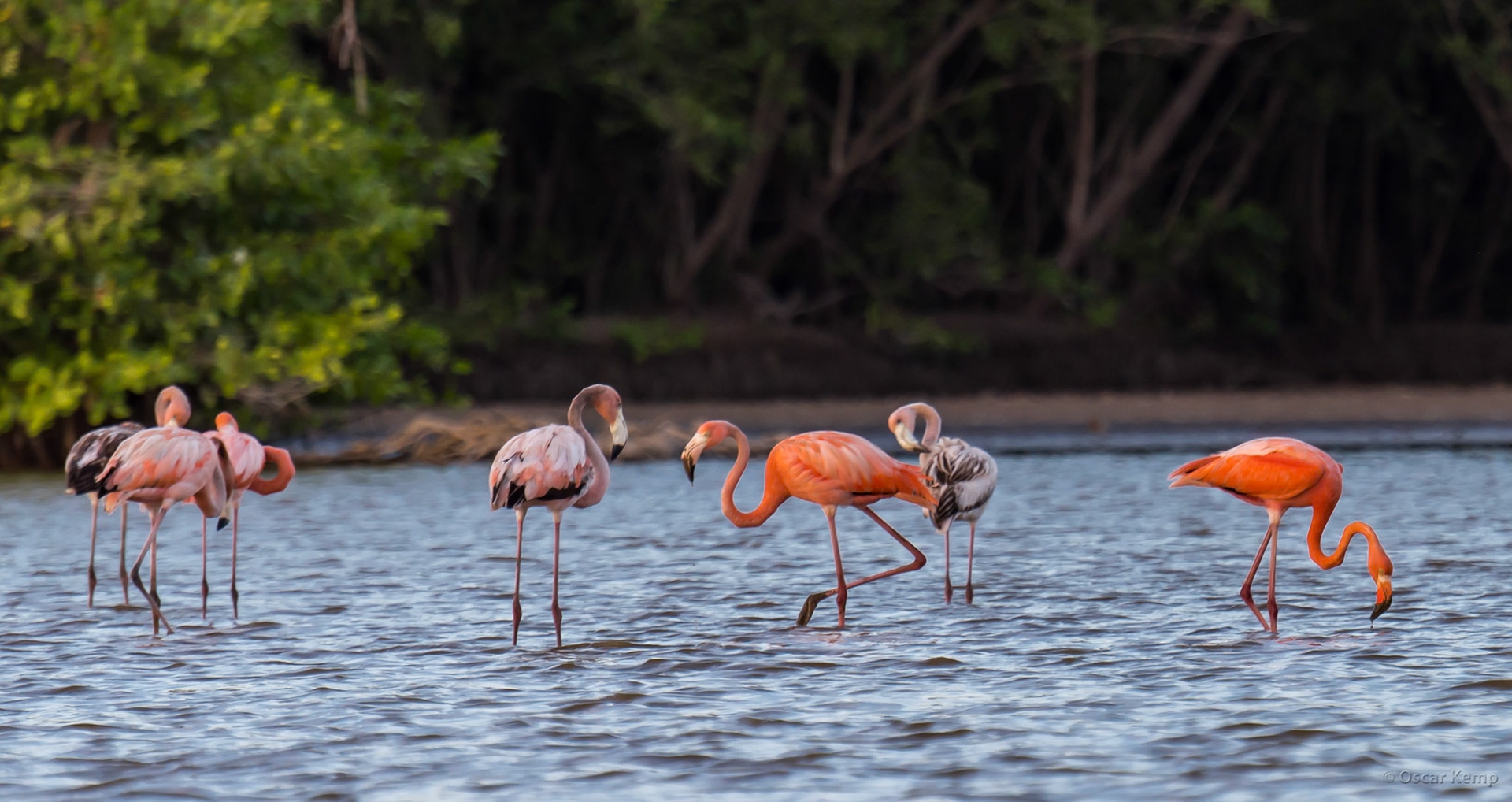 Bigi Pan / American flamingo (Phoenicopterus ruber) [Suriname, 2018 10]