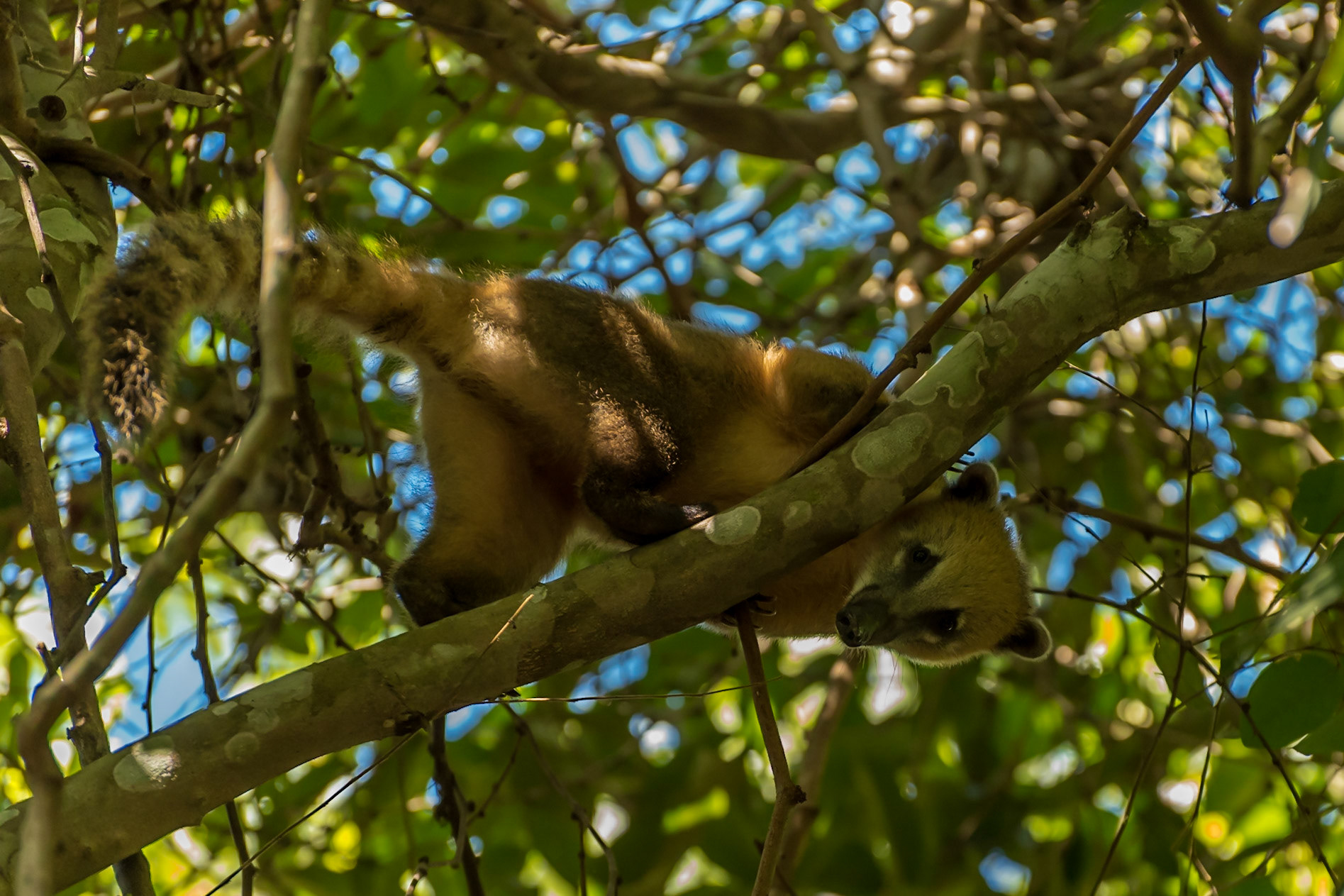 Mato Grosso do Sul-Xaraés Nature Camping / Frightened South American coati or quati (Nasua nasua) [2017 01]