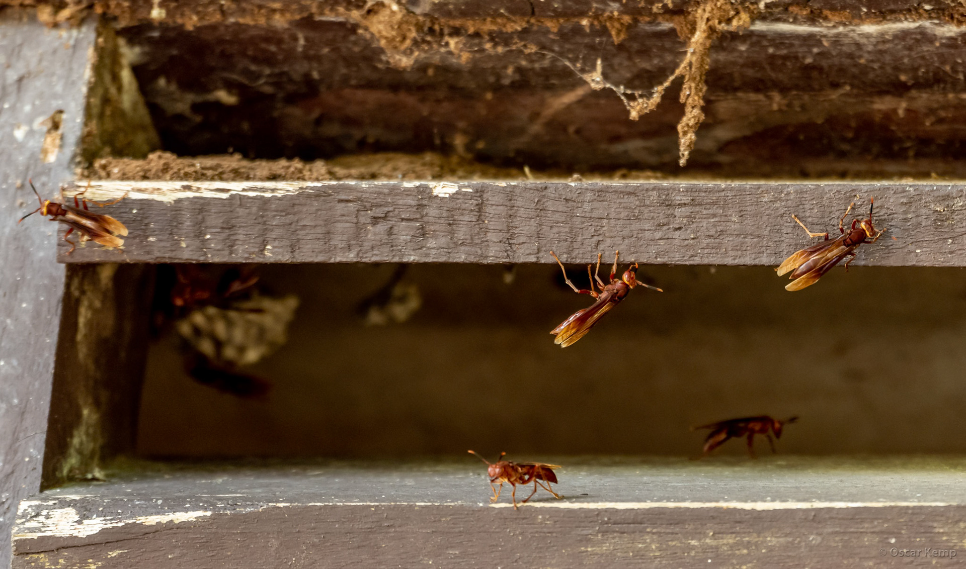 Republiek / Marbonsu or paper wasp (Polistes versicolor) a less aggressive wasp with a rather painful sting [Suriname, 2019 10]