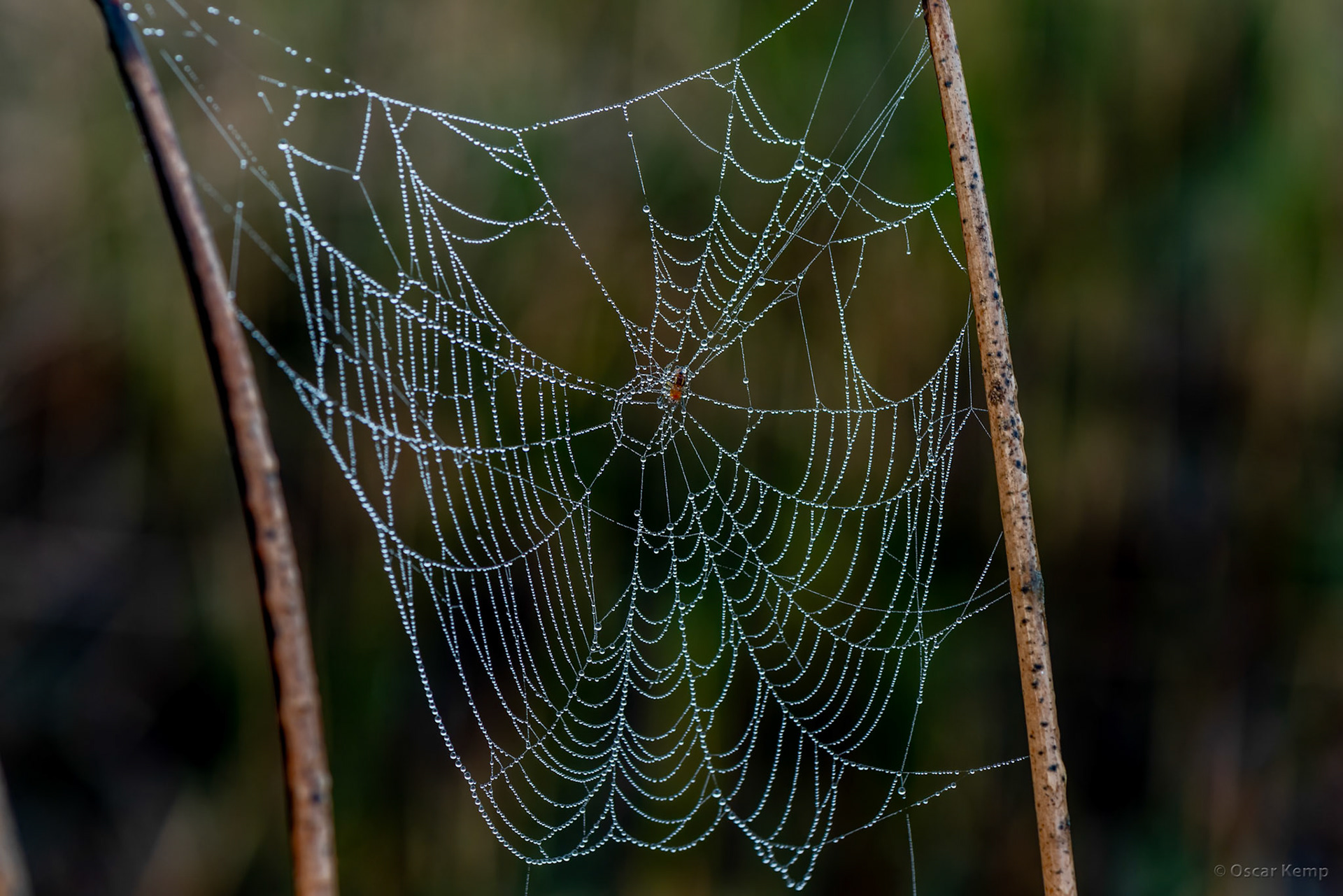 Cassewinica / Spider web with dew drops [Suriname, 2019 10]