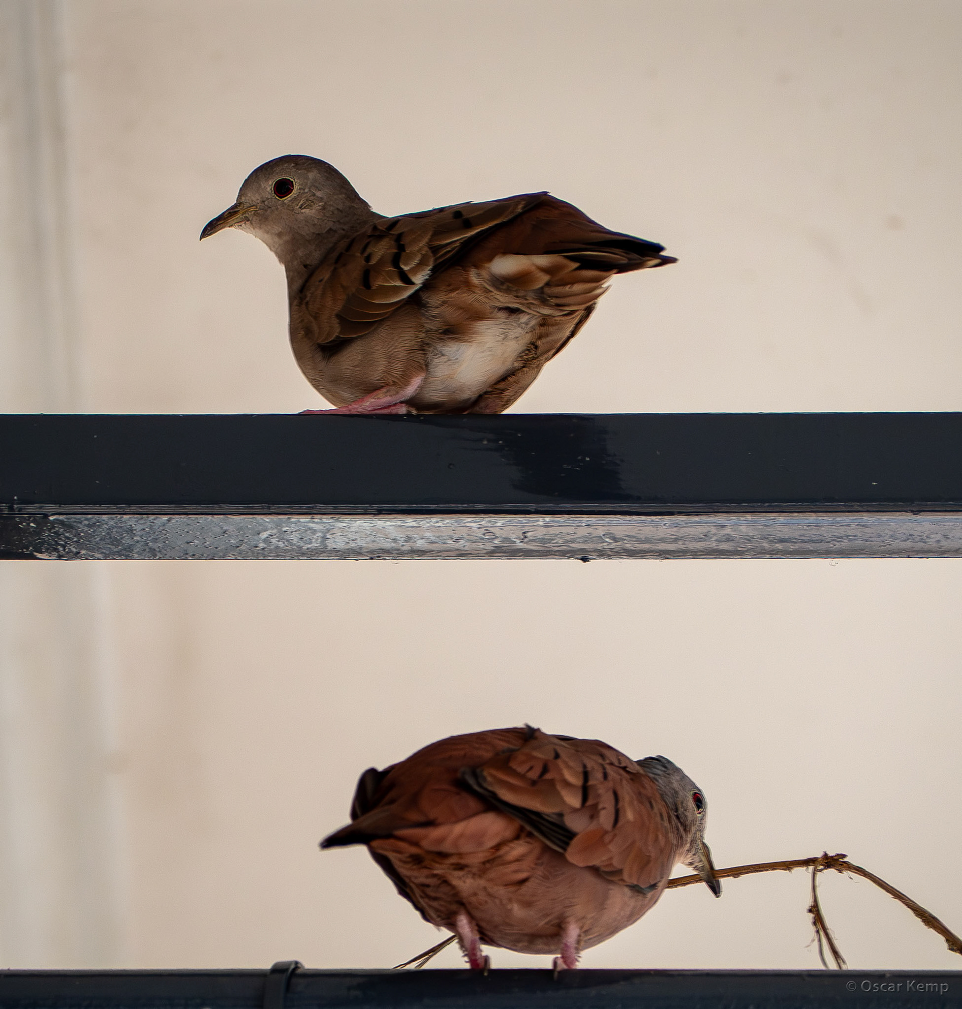 Rainville / Pair of common Stonka or Ruddy ground dove (Columbina talpacoti) [Suriname, 2022 03]