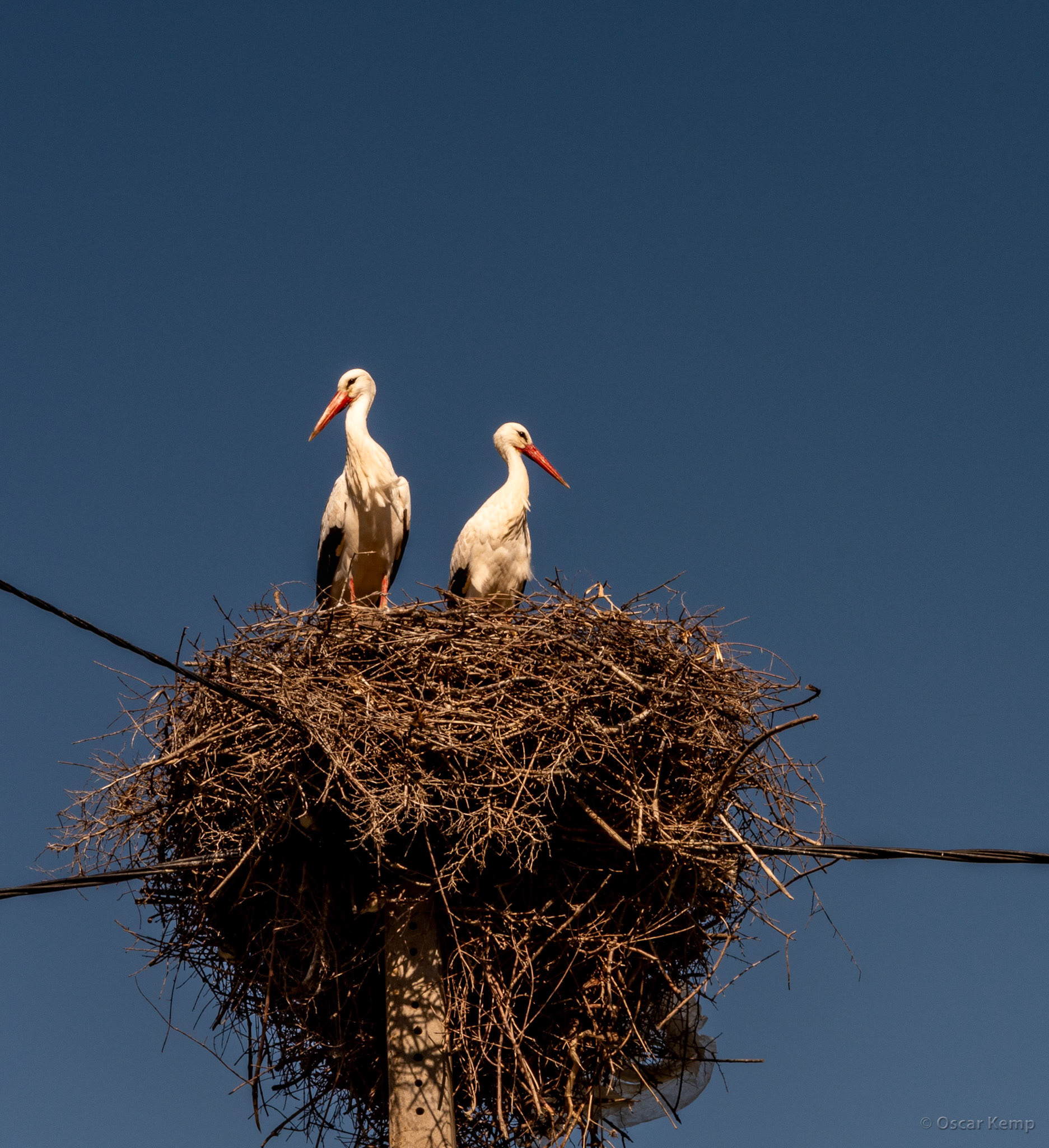 Nzala Beni Ammar / Pair of breeding European storks from western population (Ciconia ciconia) [Marocco, 2025 02]