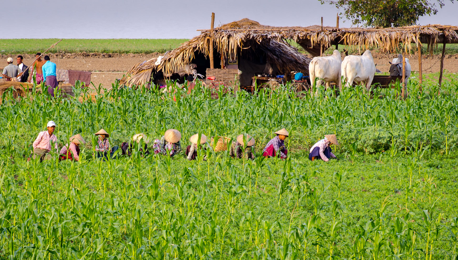 Taung Tha Man Lake / Cooperative seasonal farming (corn) on the dried-up fertile floodplains of the Lake [Myanmar, 2012 01]