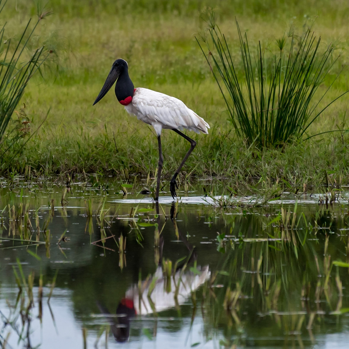 Mato Grosso do Sul-Xaraés Nature Camping / The well-known Jabiru or giant stork (Jabiru mycteria): South America's largest flying bird [2017 01]