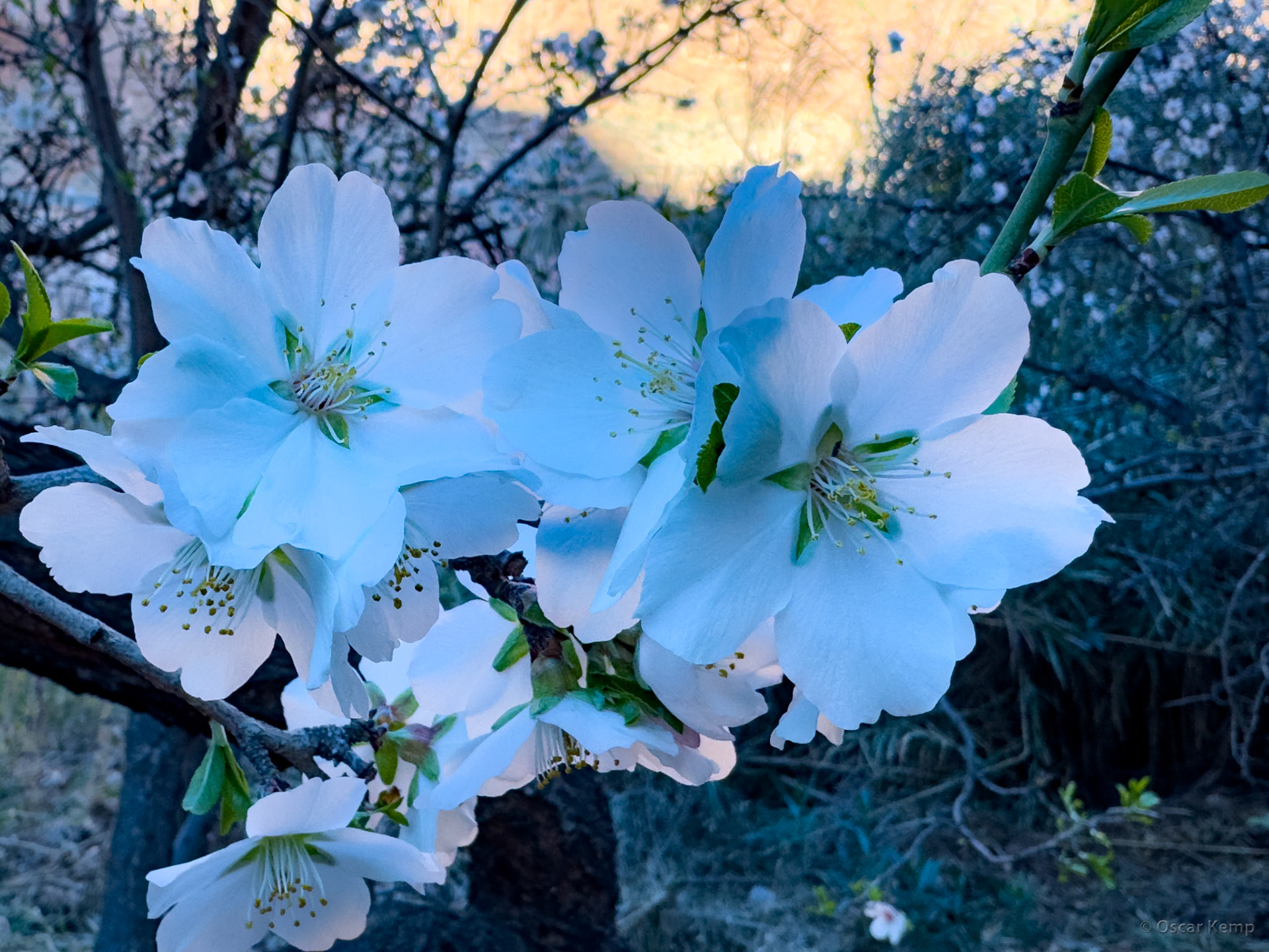 Toudgha El Oulia / Almond blossom in garden on banks of Todra river [Marocco, 2025 02]
