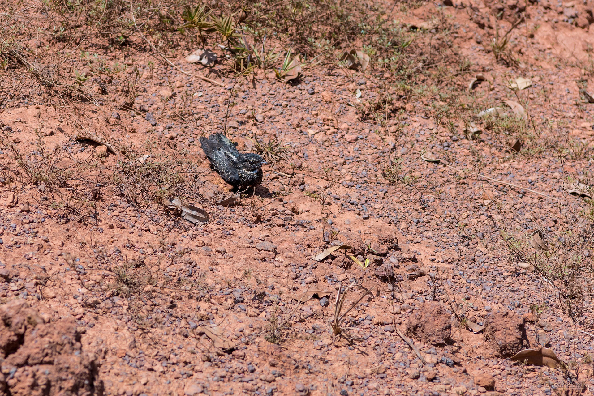 Southern Oost- West verbinding / Yorka fowru of Butabuta: Roetnachtzwaluw (Nyctipolus nigrescens) [Suriname, 2018 10]