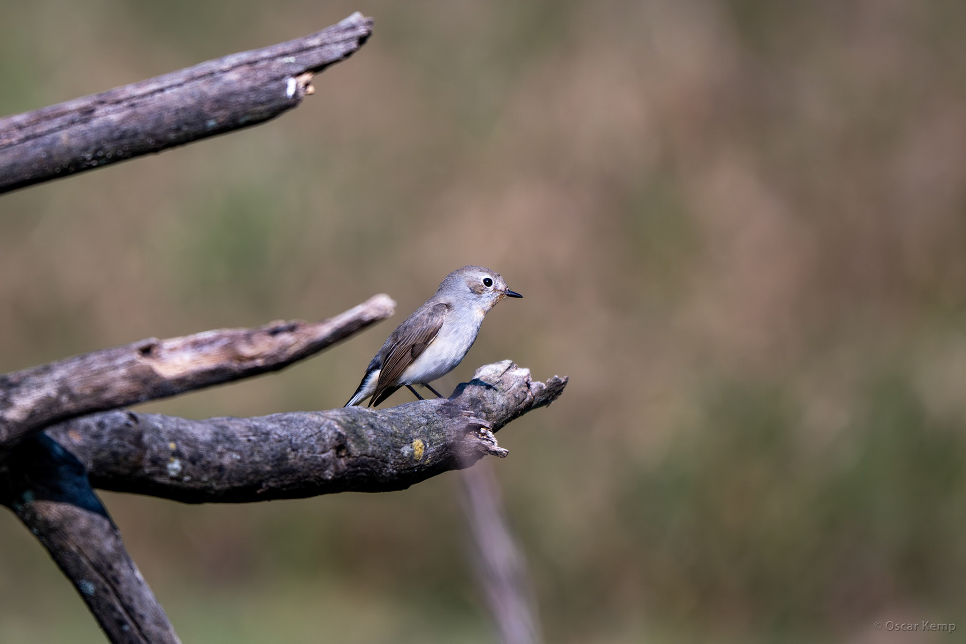 Pench NP,Madhya Pradesh / Female or juvenile migrating Red-flanked bluetail (Tarsiger cyanurus) aka orange-flanked bush-robin wintering in India [India 2025 11]