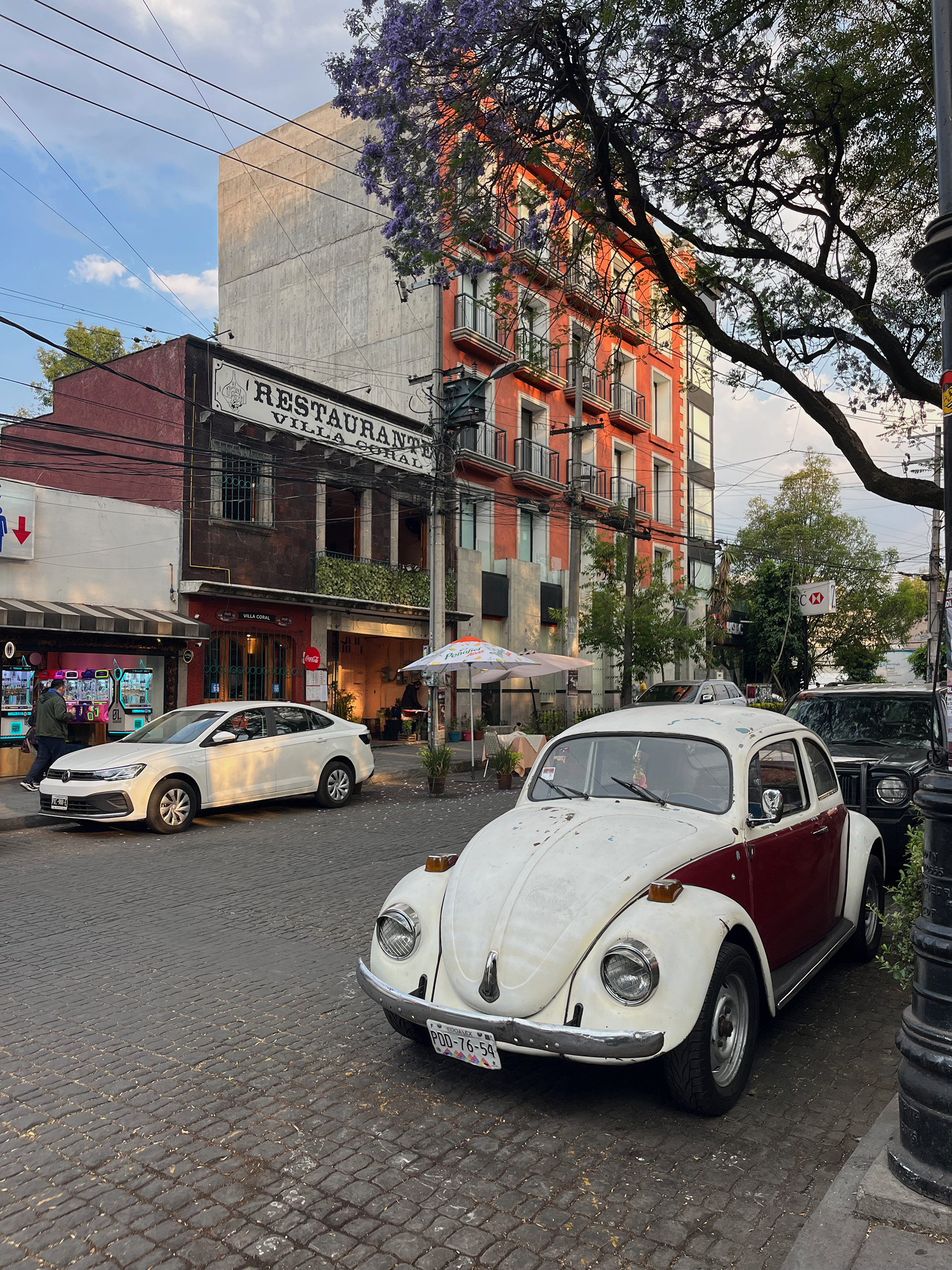 Purple blossoms line the streets of Coyoacán, Mexico City, as jacaranda trees bloom across the neighborhood—marking the arrival of spring with color and quiet beauty.