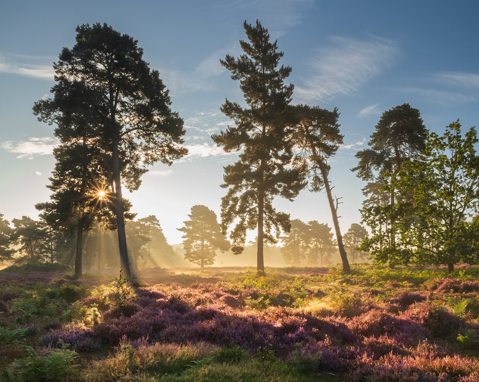 Hollesley Common, Sept 23