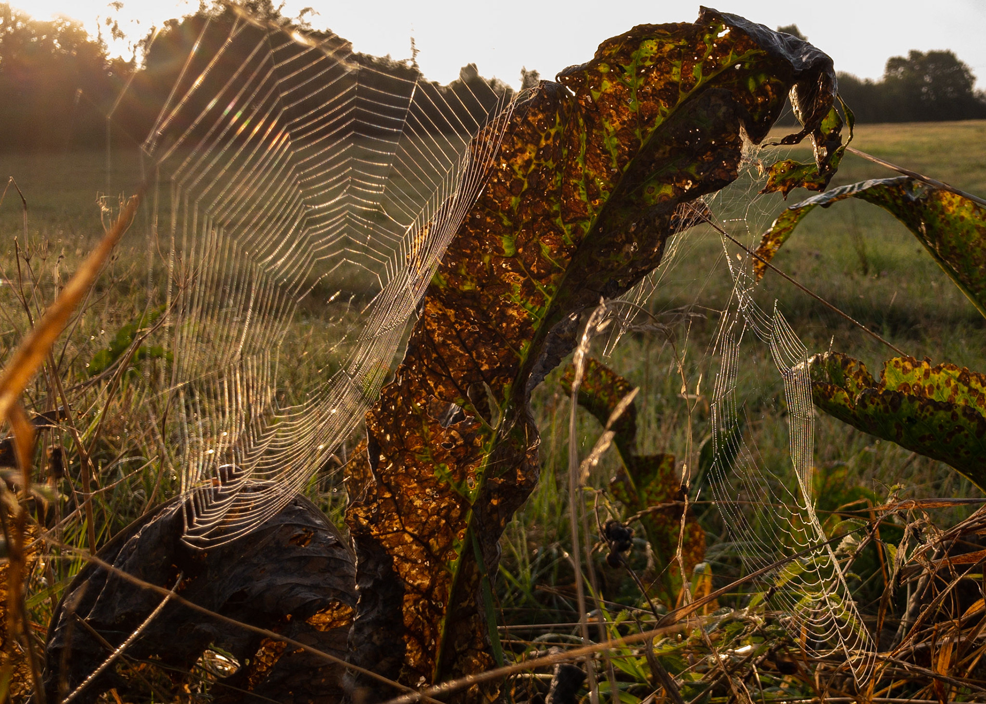Spiders webs on an early Autumn Morning, 2012