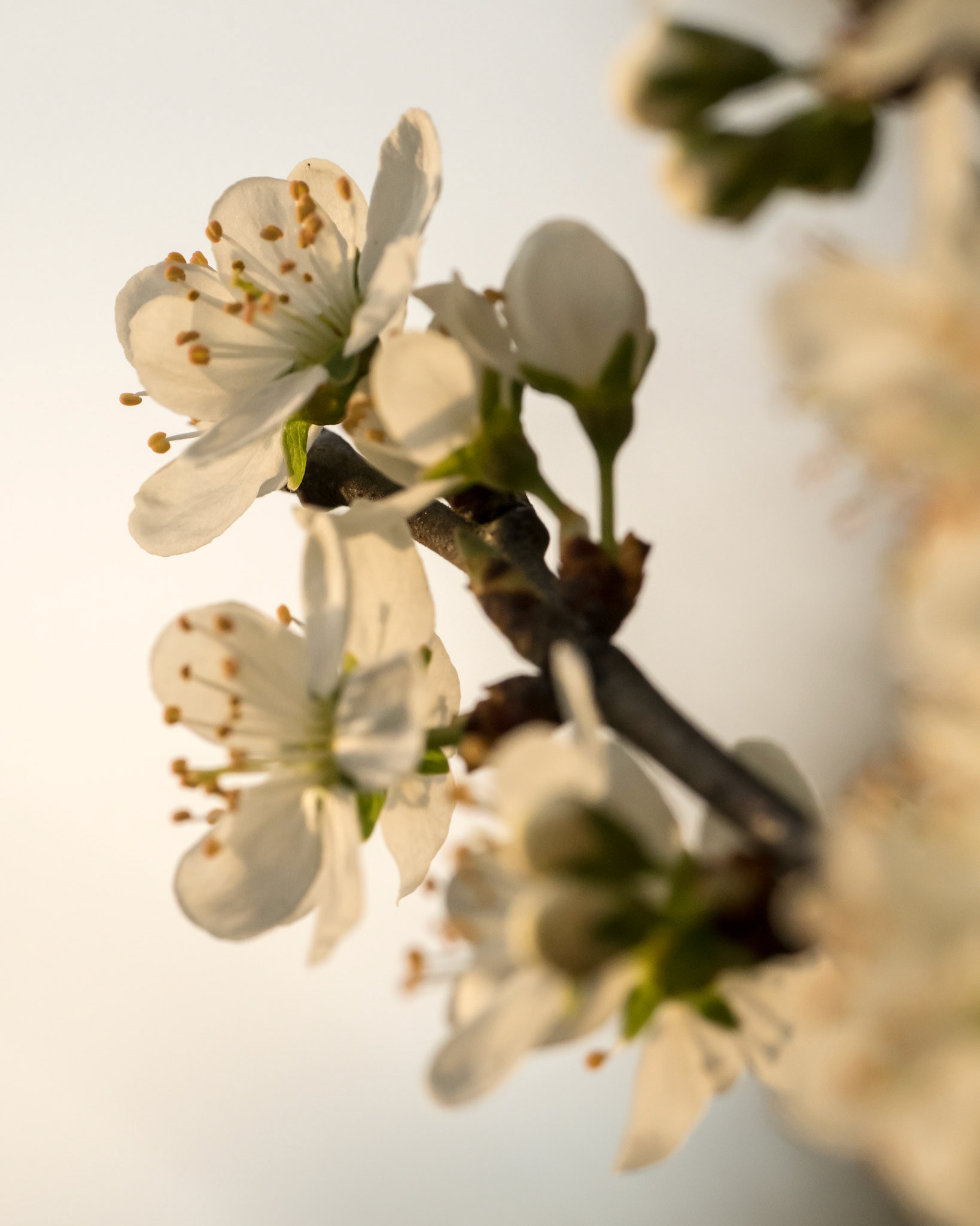 Spring blossom, 2017