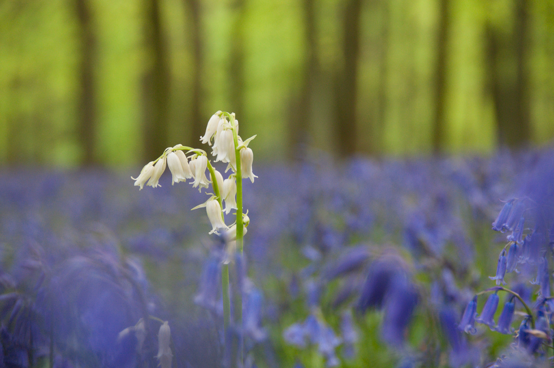 Ashridge Bluebells, Dockey Wood, 2010