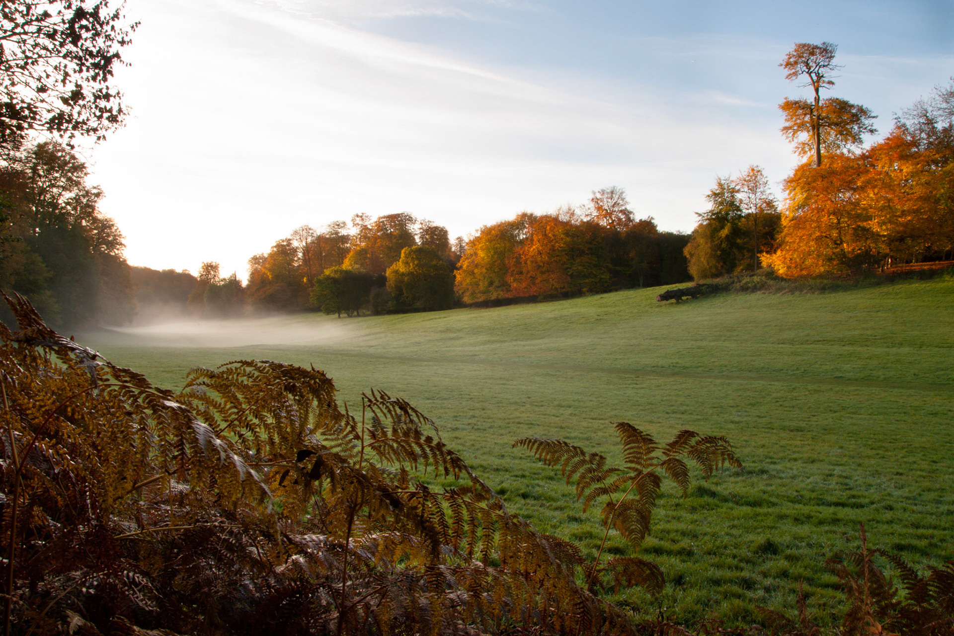 Mist in Ashridge, 2010