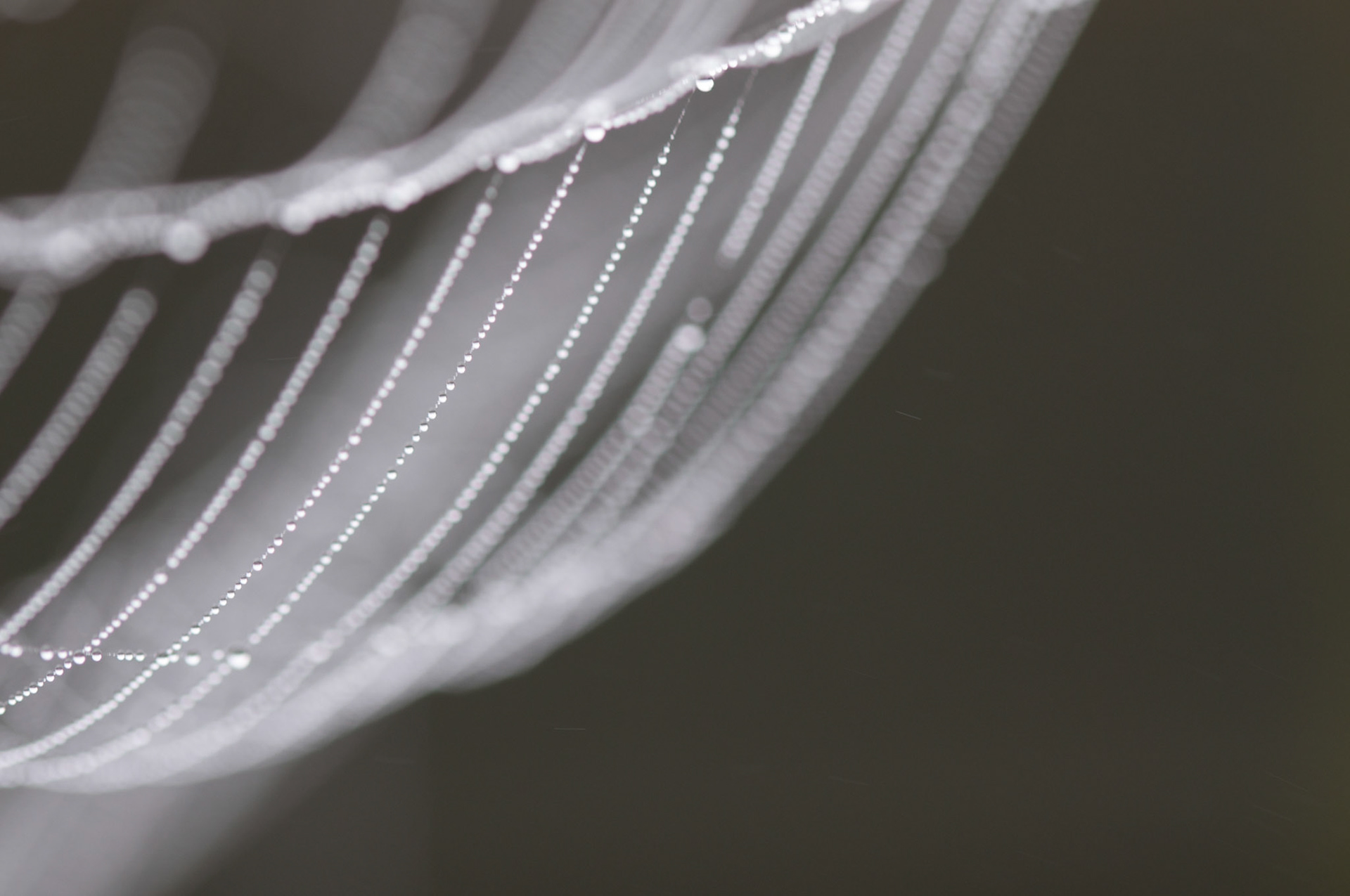 Spiders Web, 2013