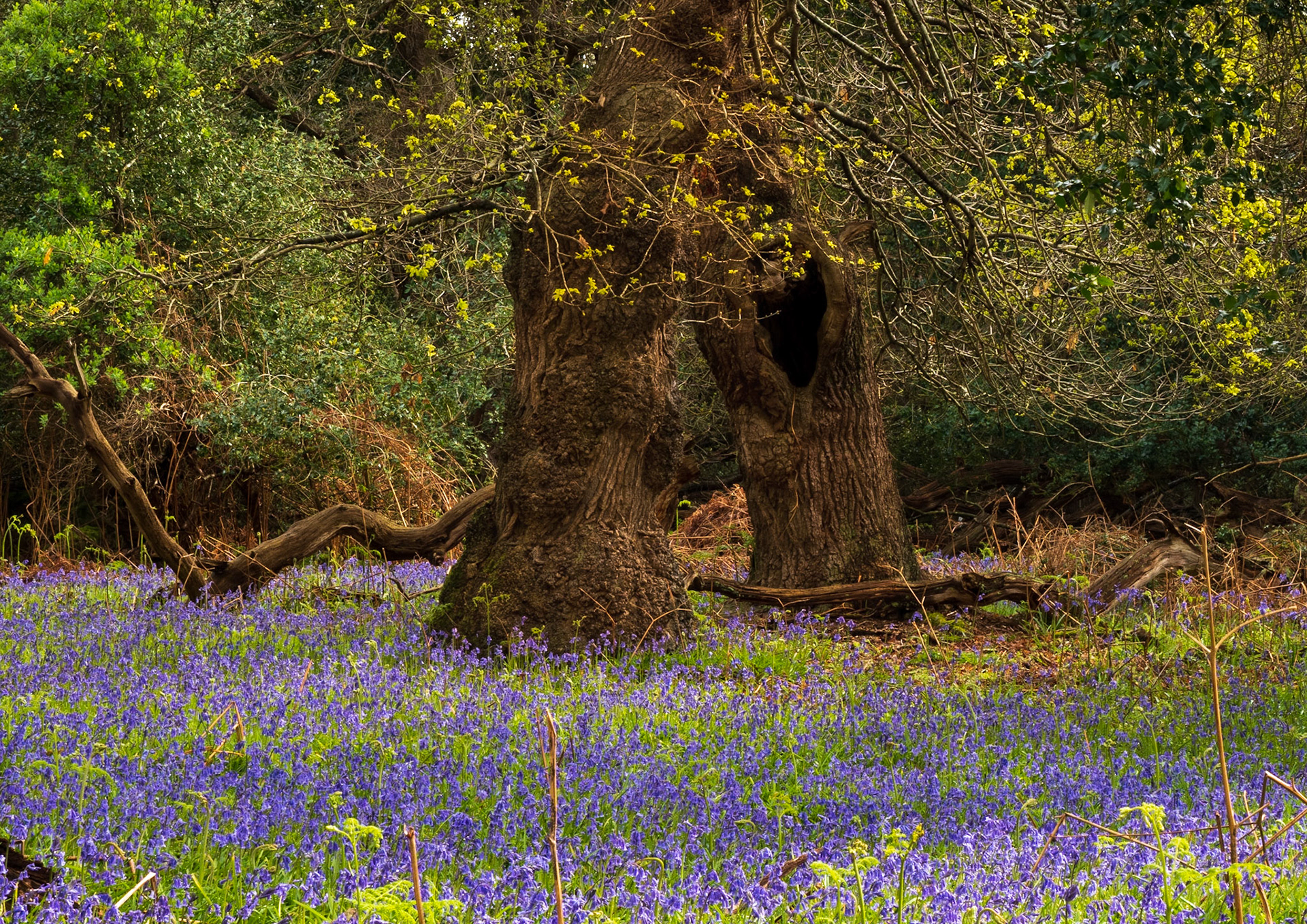 Staverton, May 23