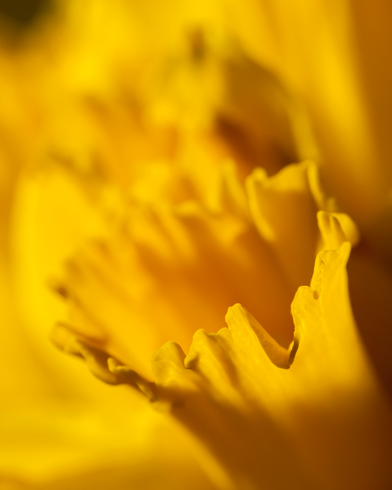 The bright yellow of daffodils, 2014