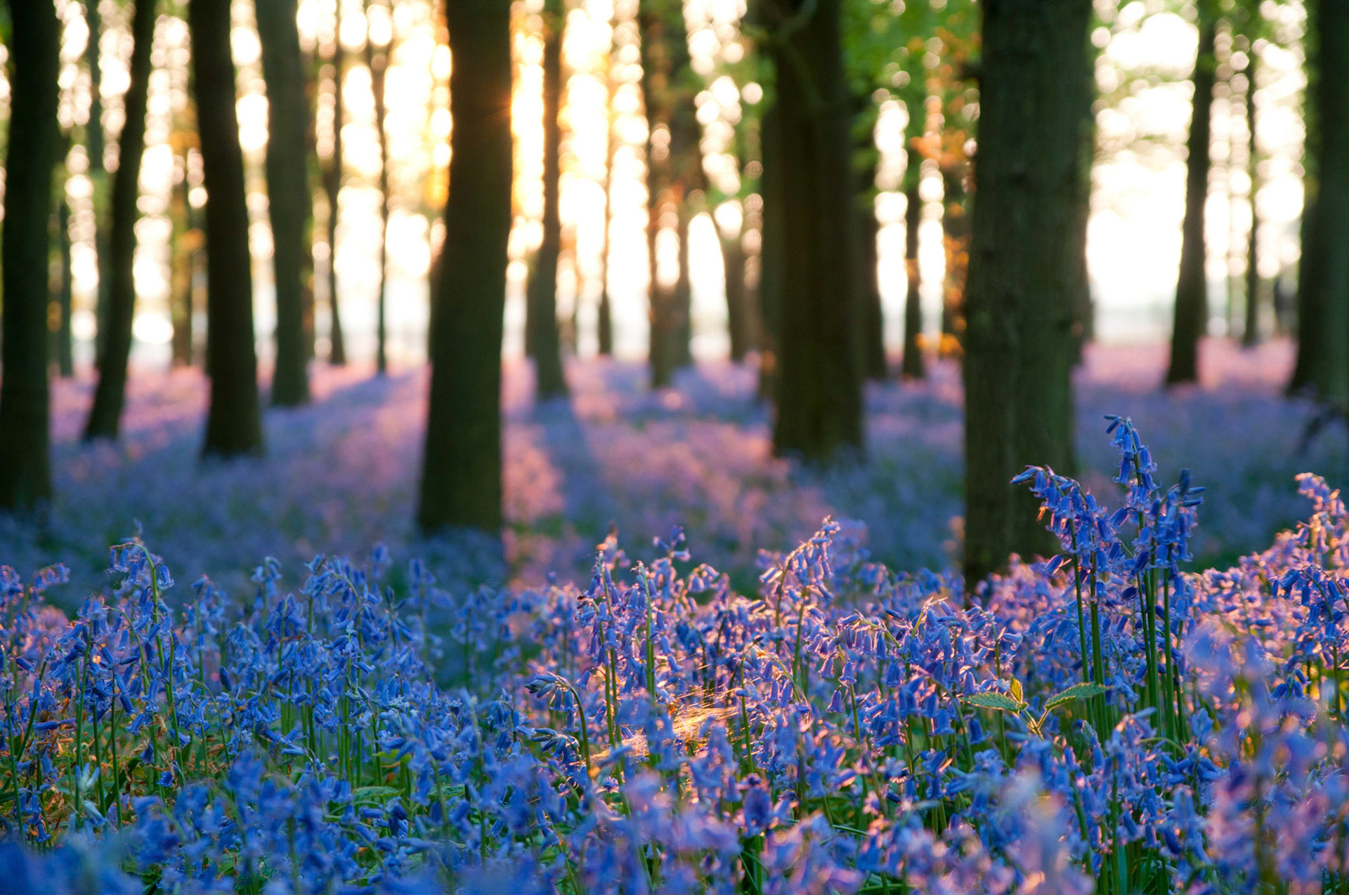 Ashridge Bluebells, Dockey Wood, 2011