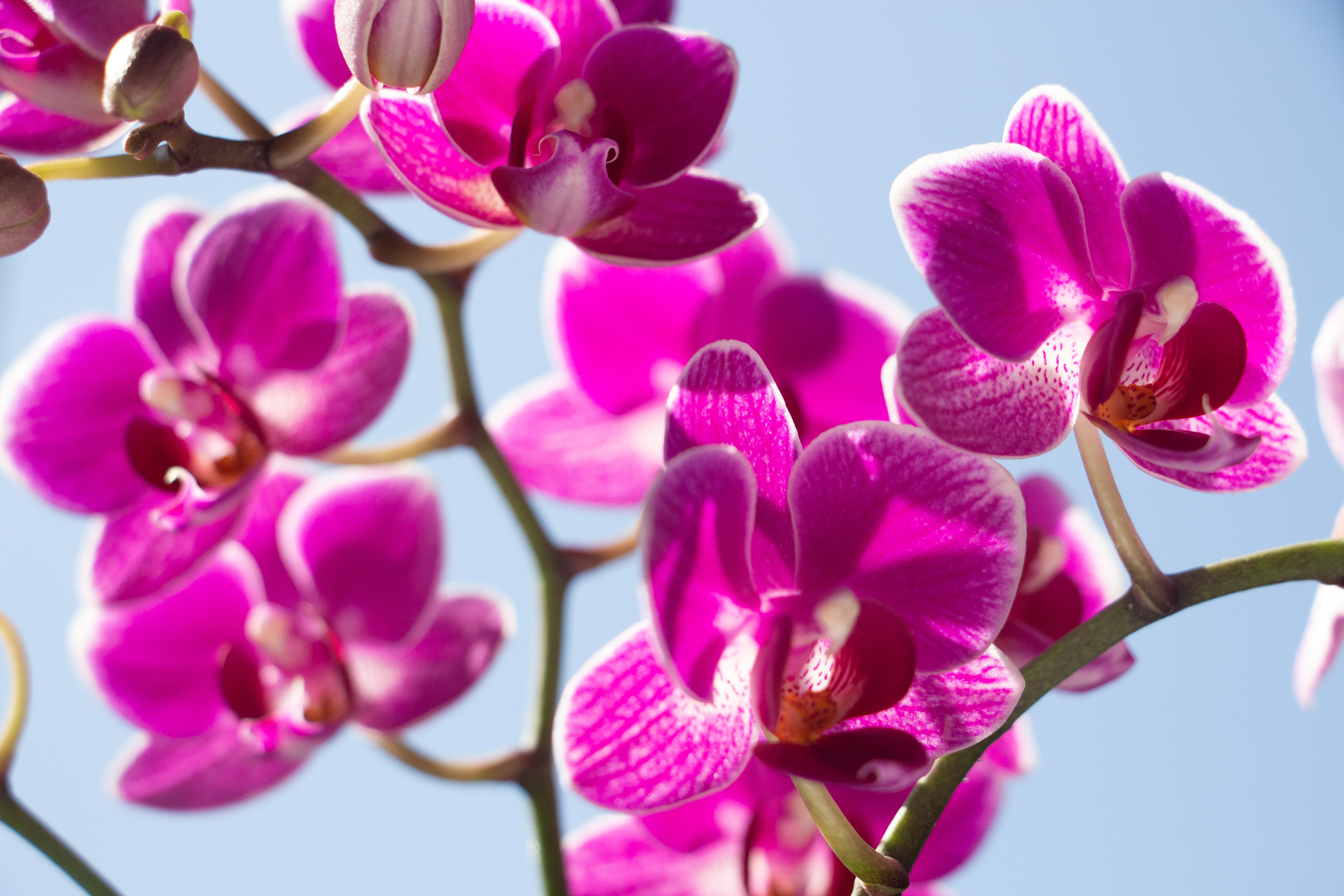 Nature & Macro