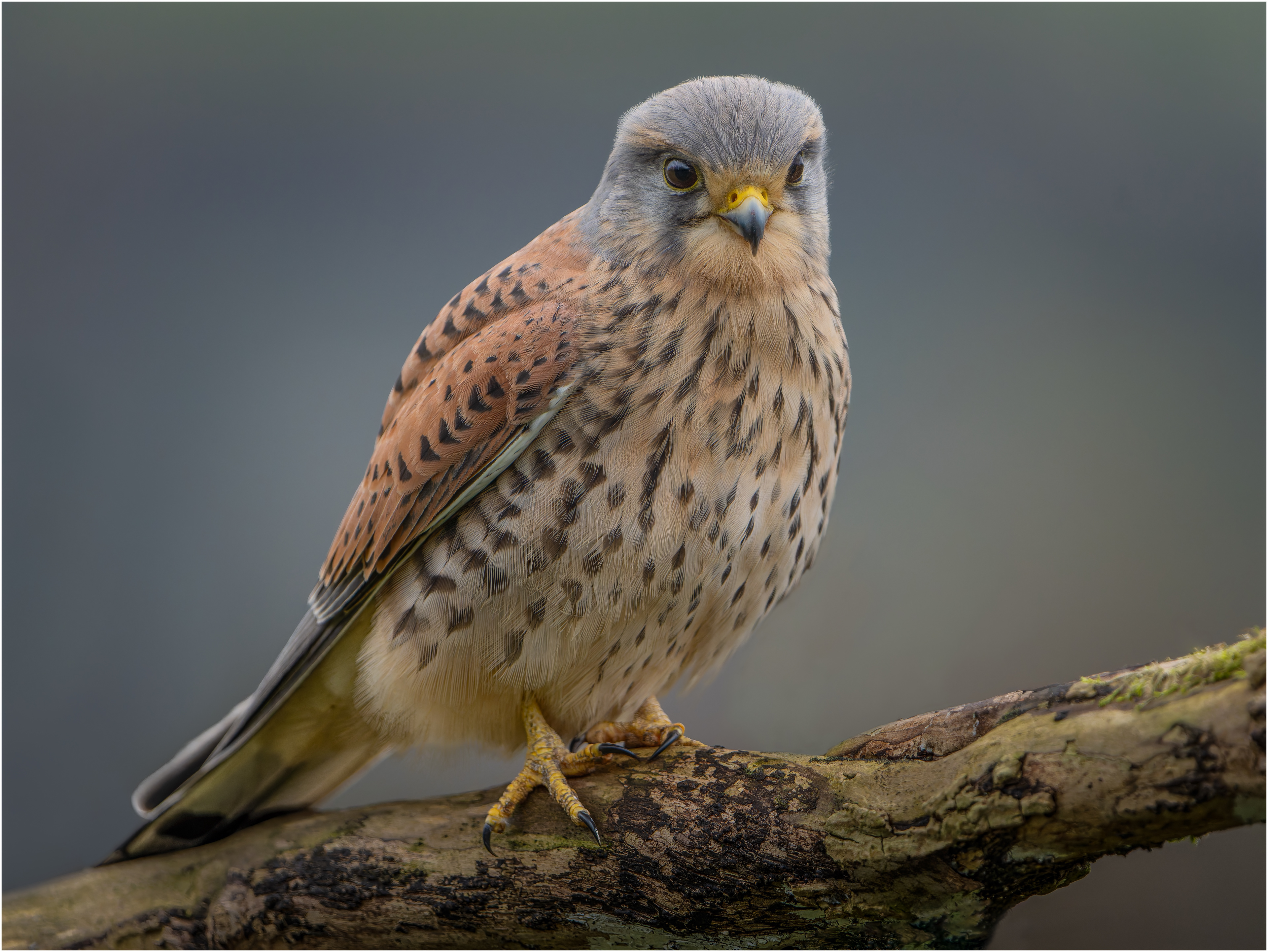 Male Common Kestrel: Yorkshire England