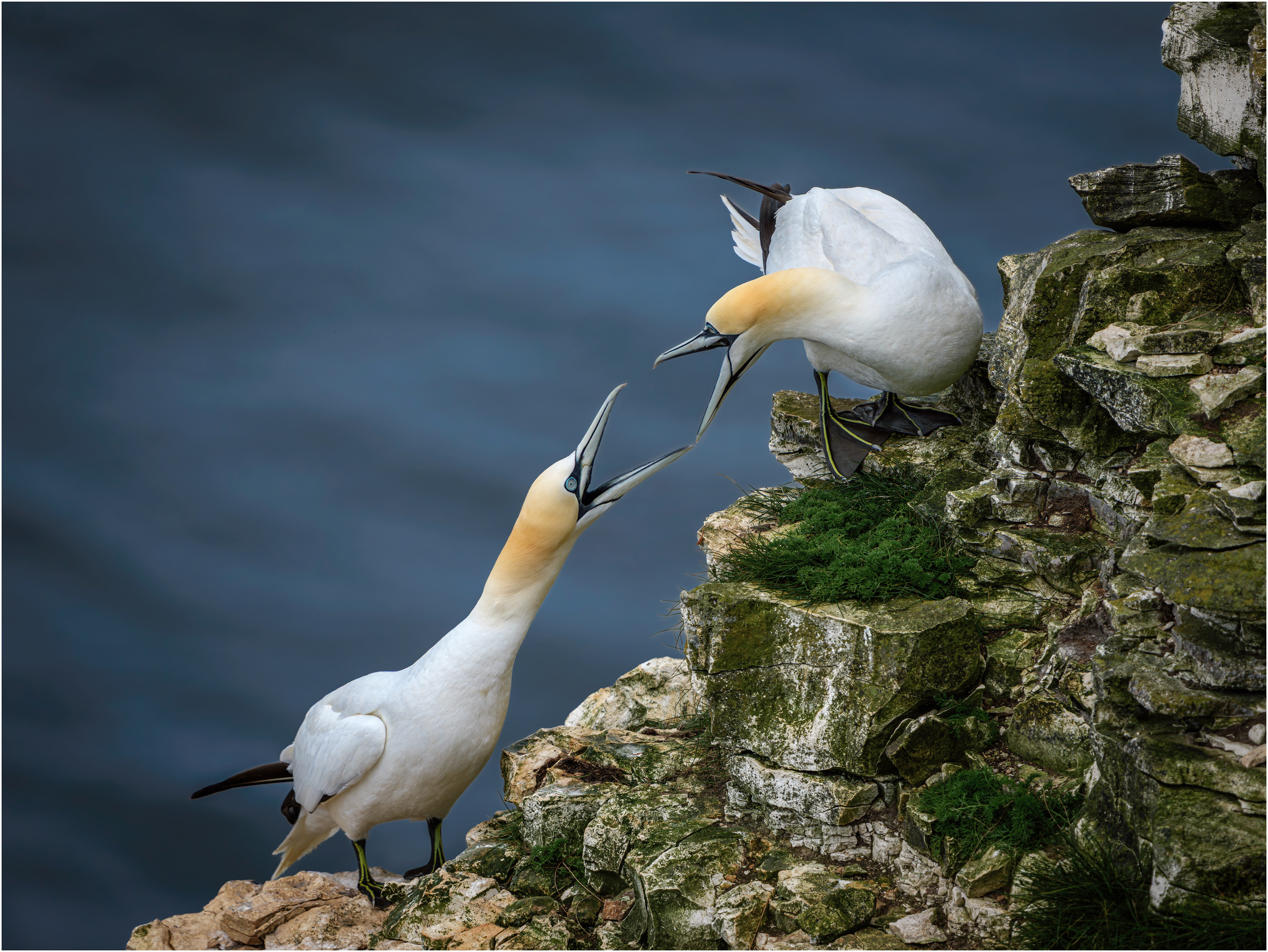 Gannet: Bempton, England