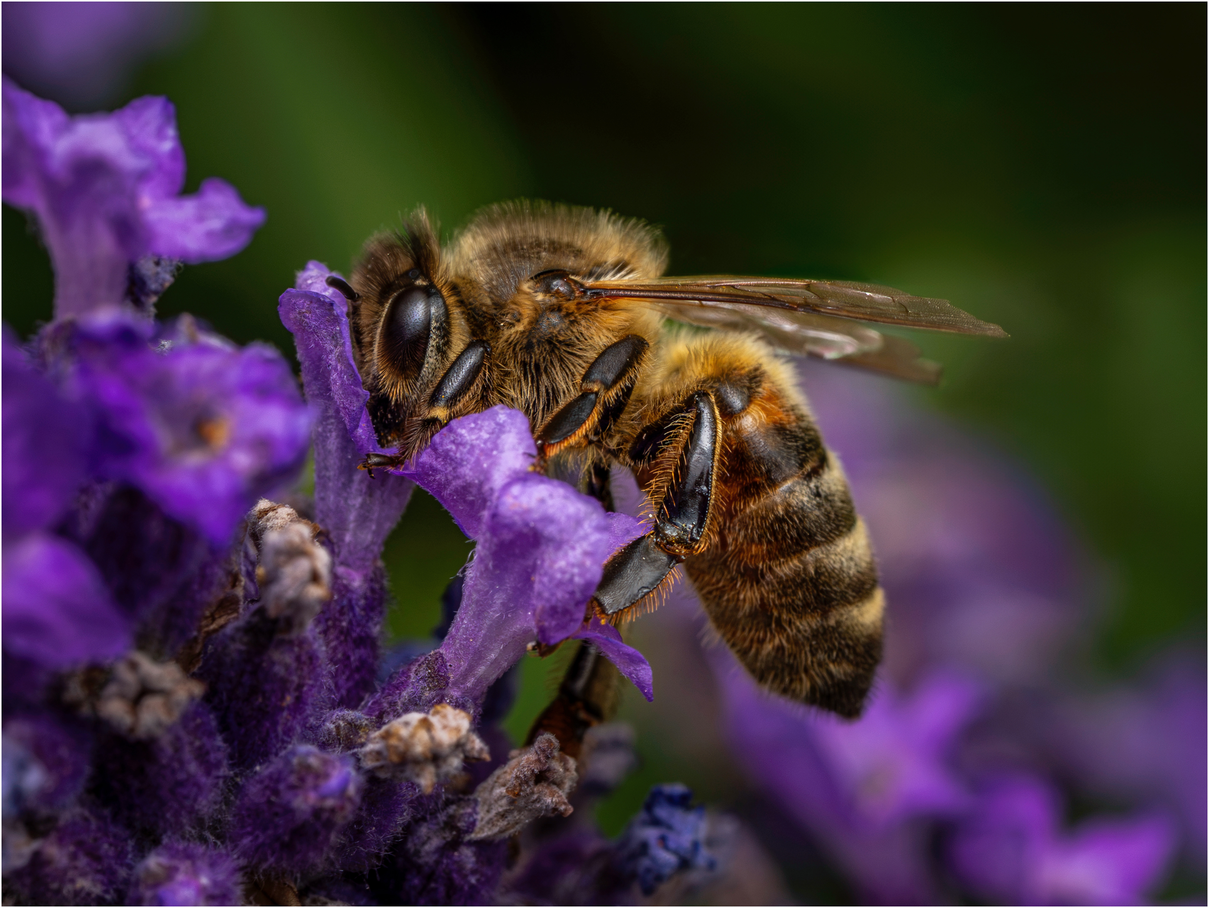 Western Honey Bee