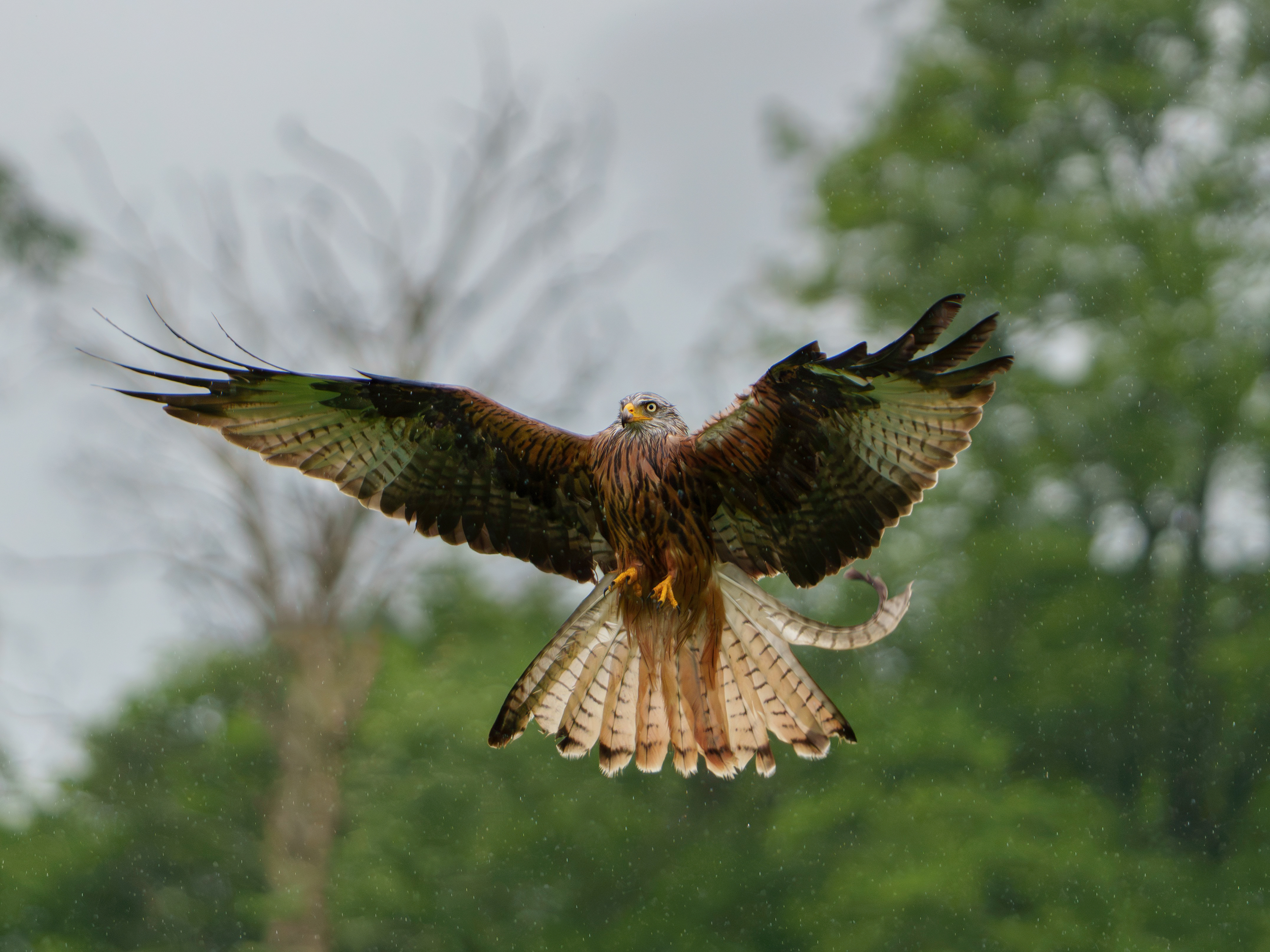 Red Kite: Rhayader, Wales