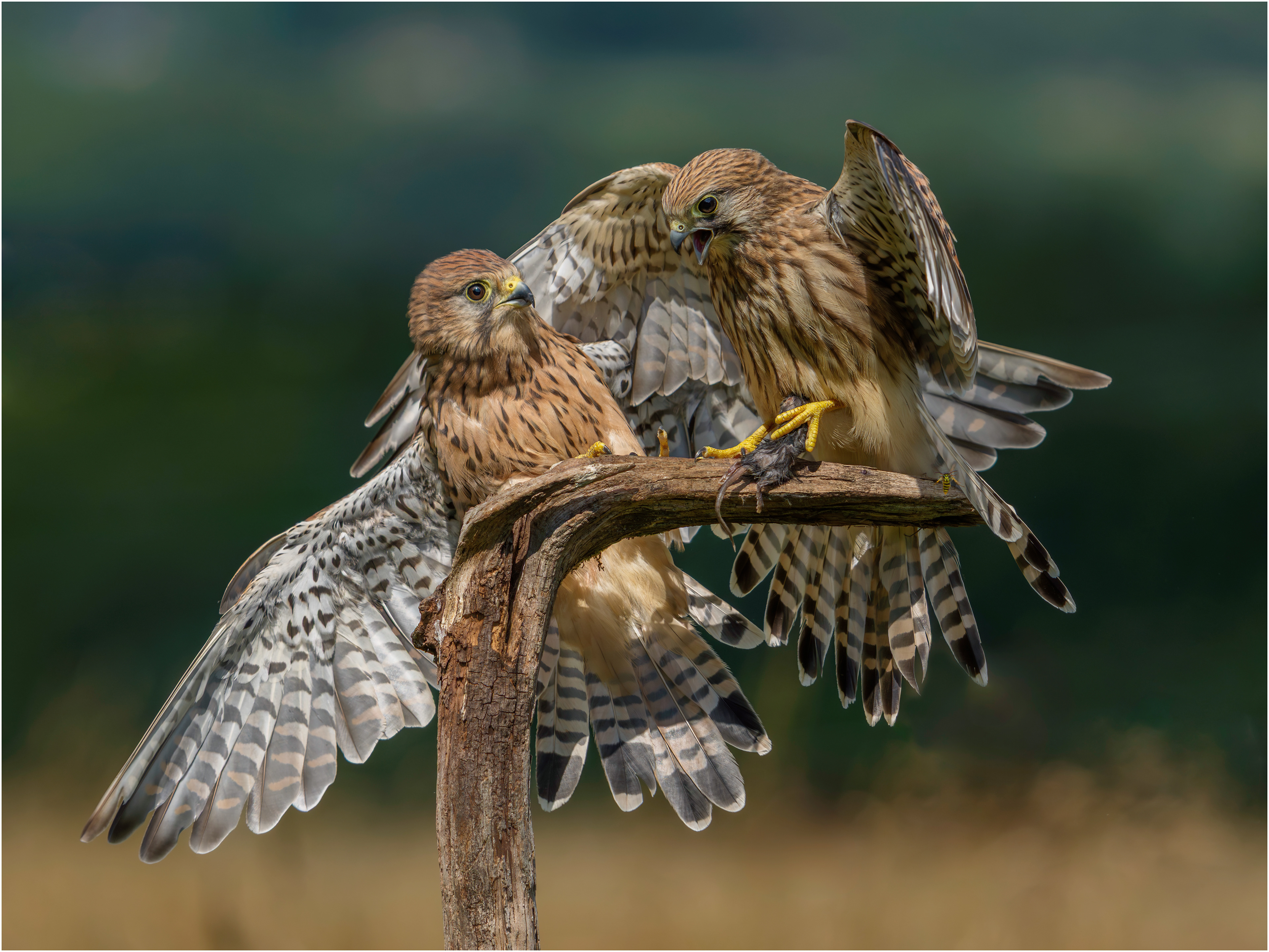 Female Kestrels