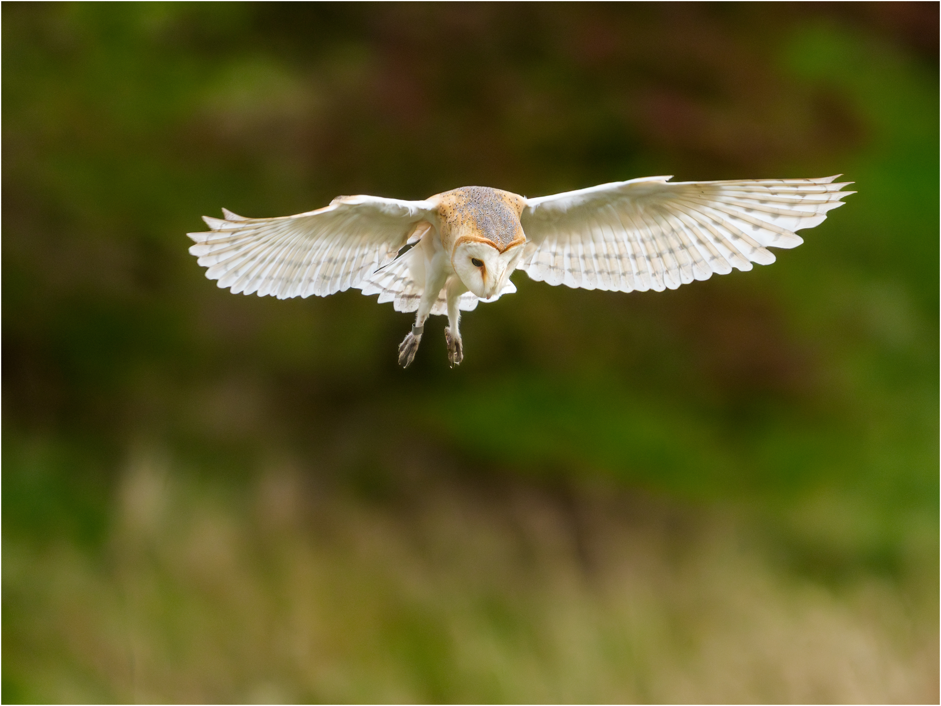 Barn Owl