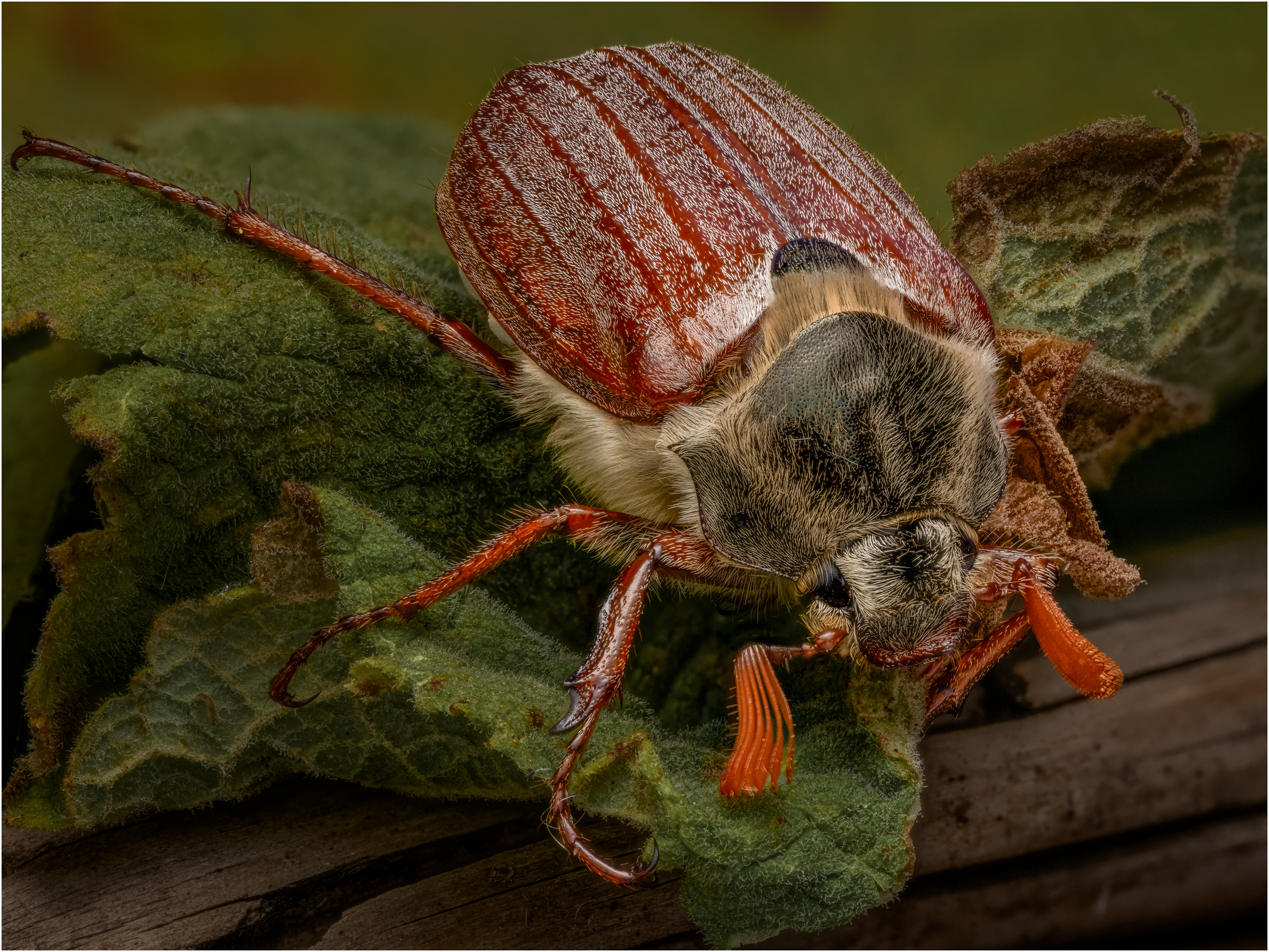 Common Cock Chafer Male