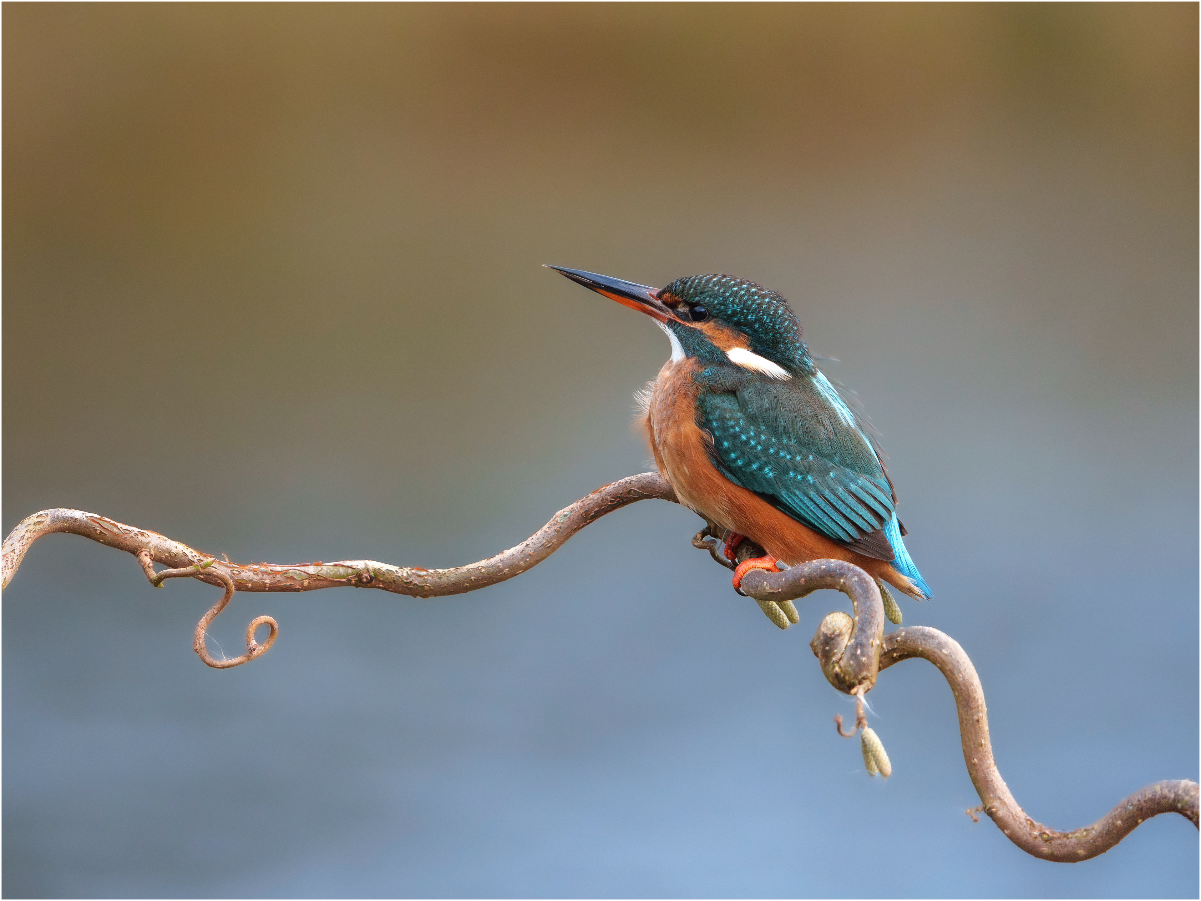Female Kingfisher