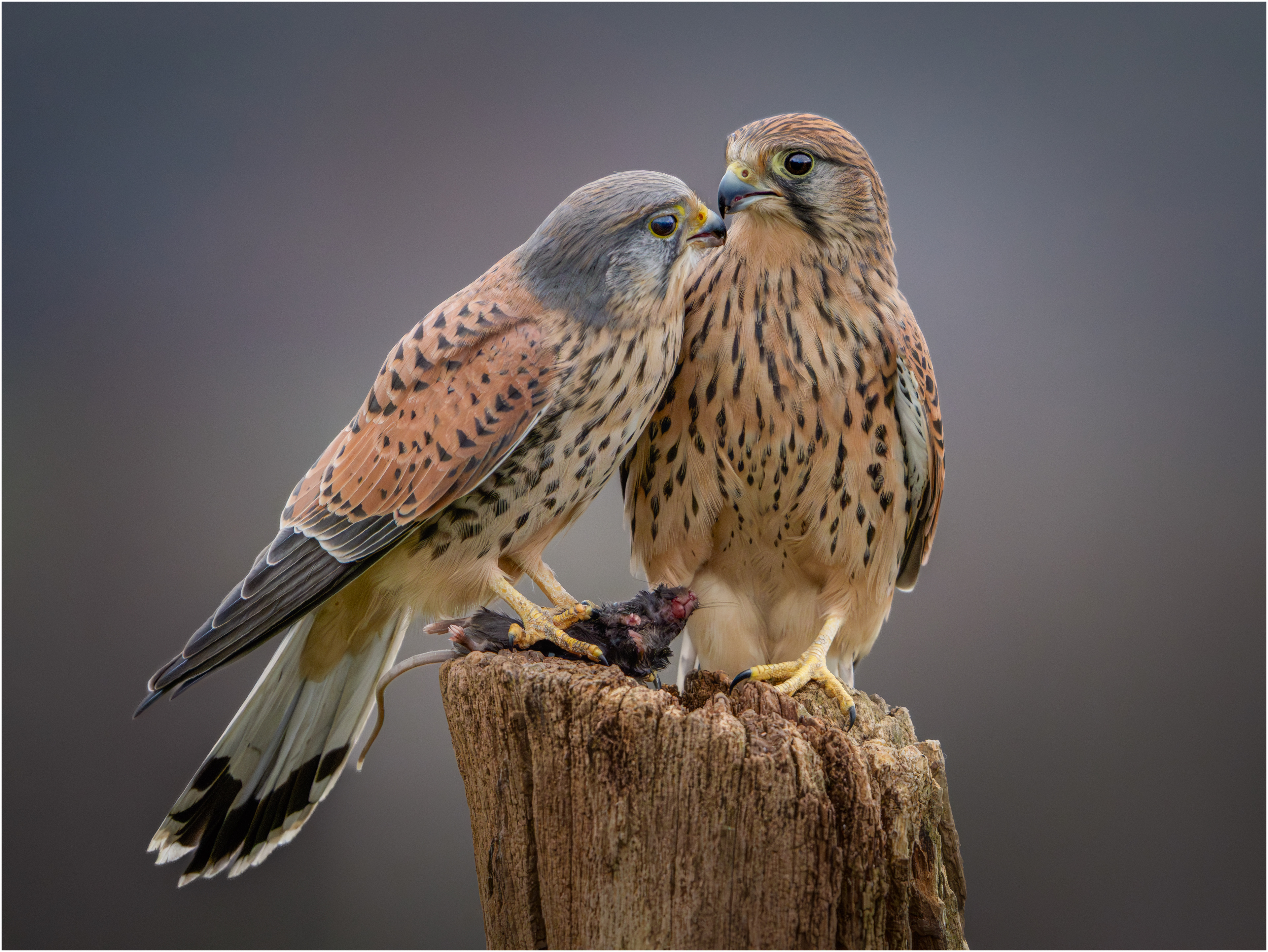 Male Common Kestrel Feeding Female