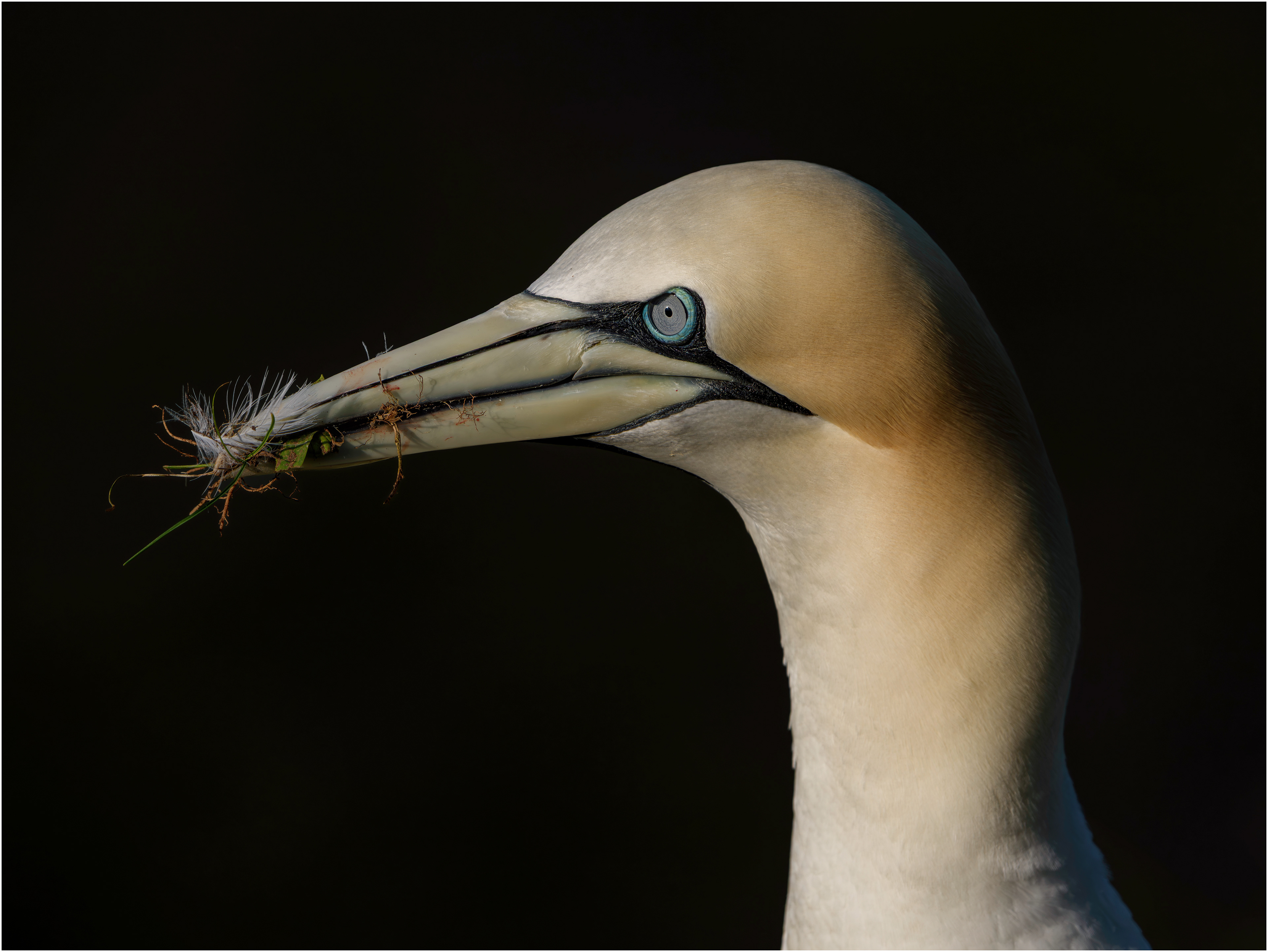 Gannet: Bempton, England