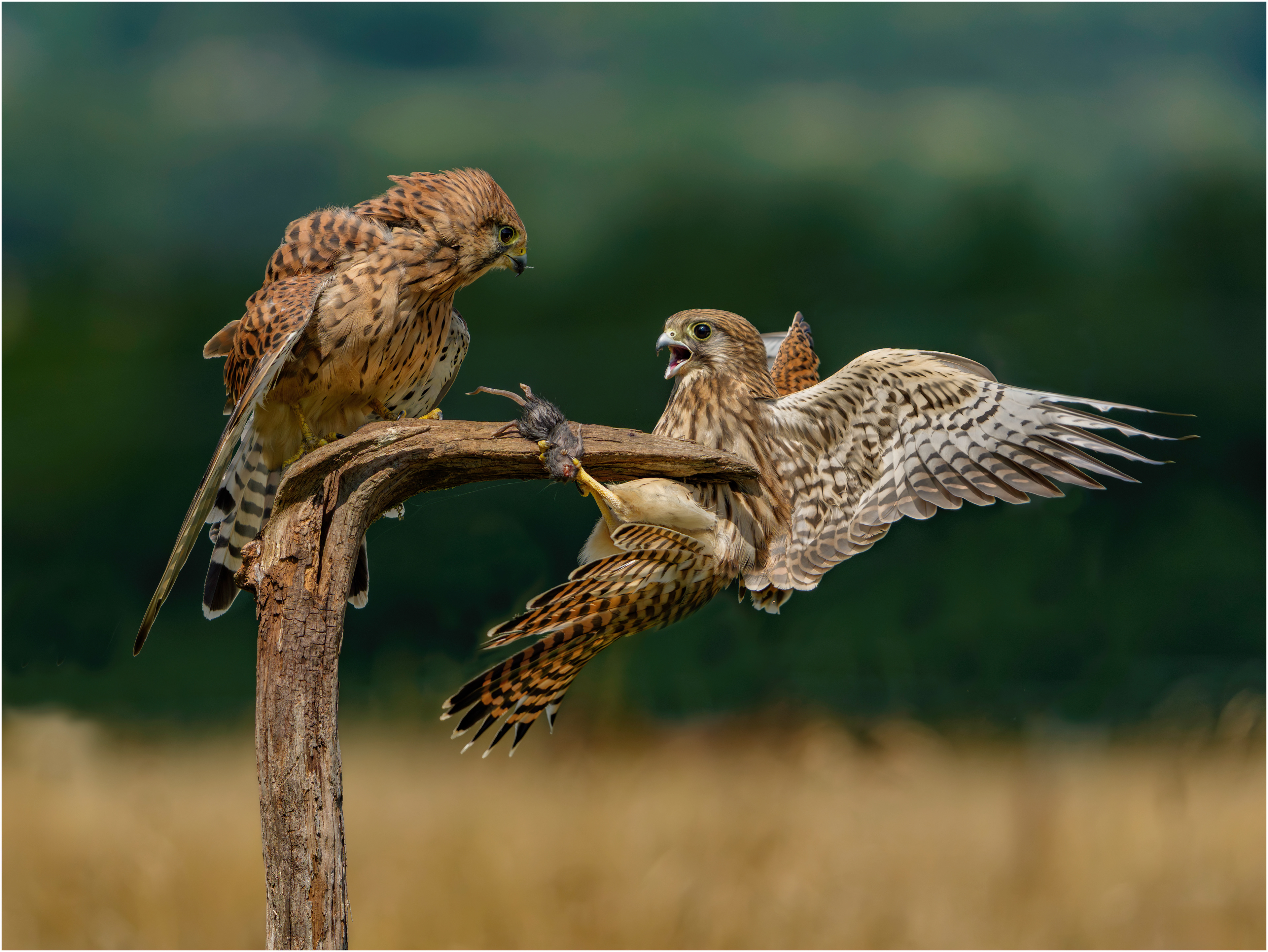 Female Kestrels