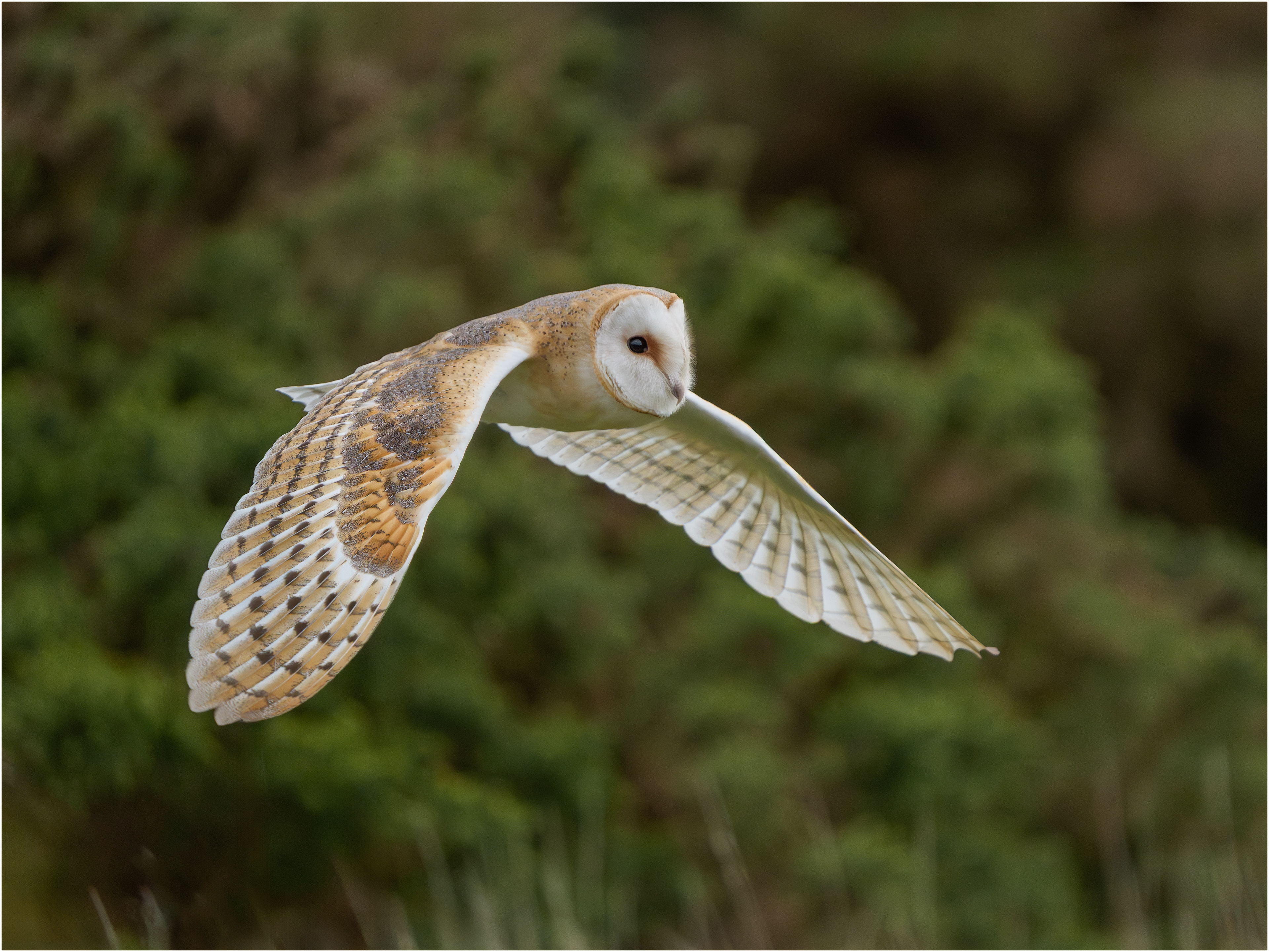 Barn Owl