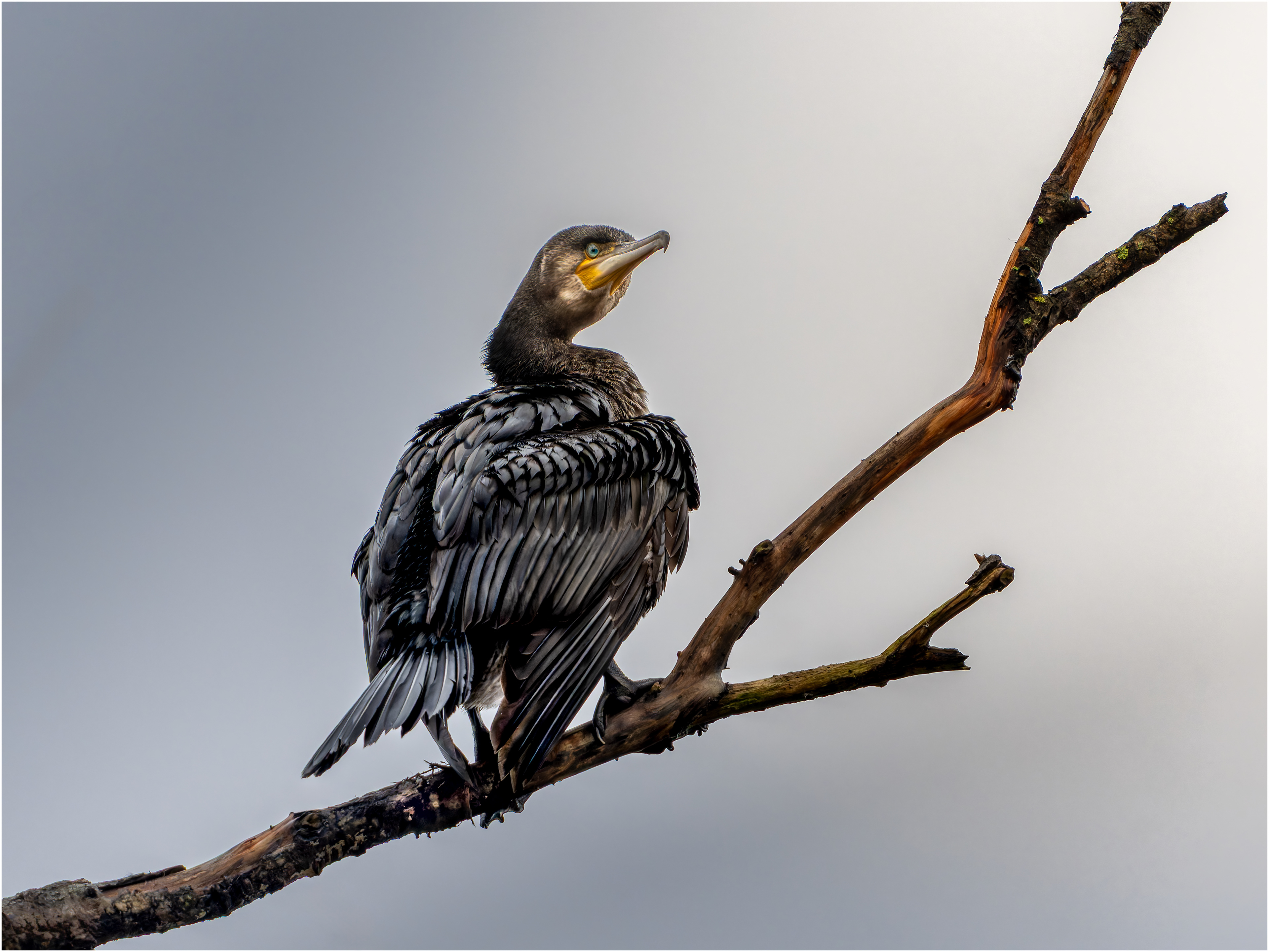 Cormorant Drying itself 3: Newport Shropshire, England