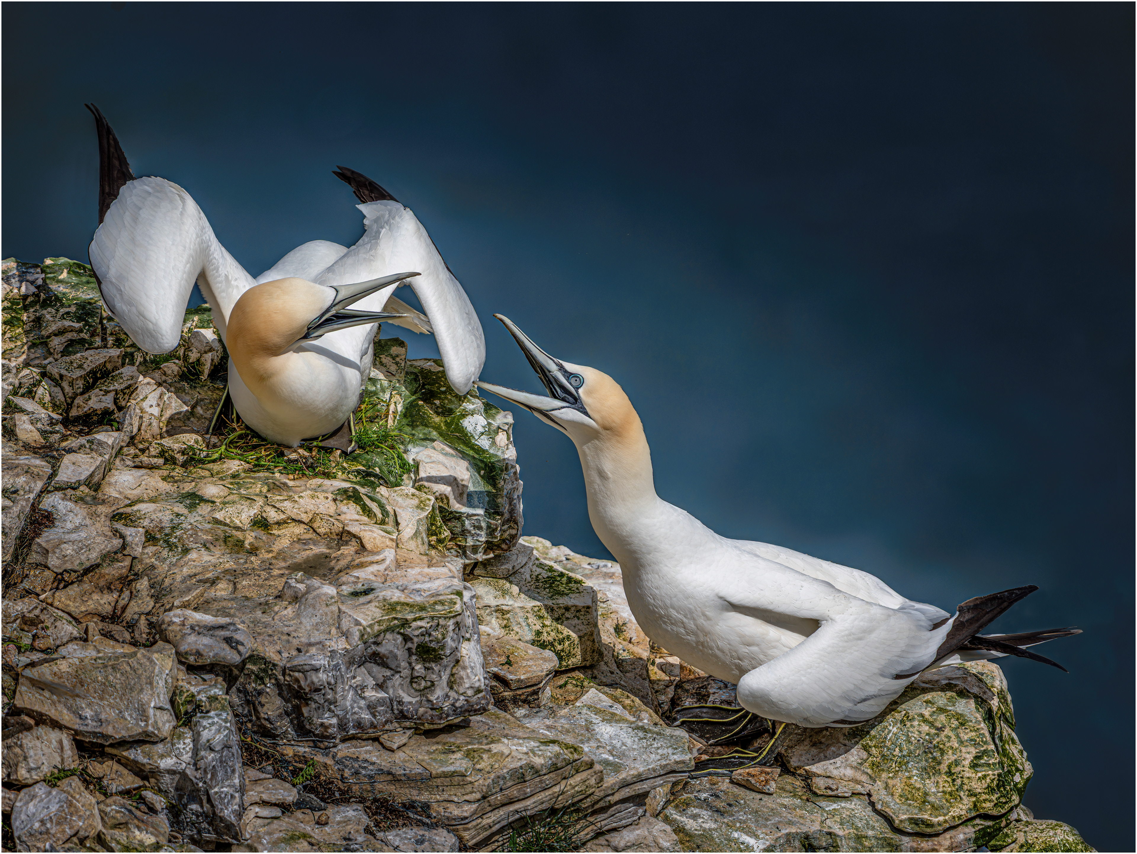 Gannet: Bempton, England