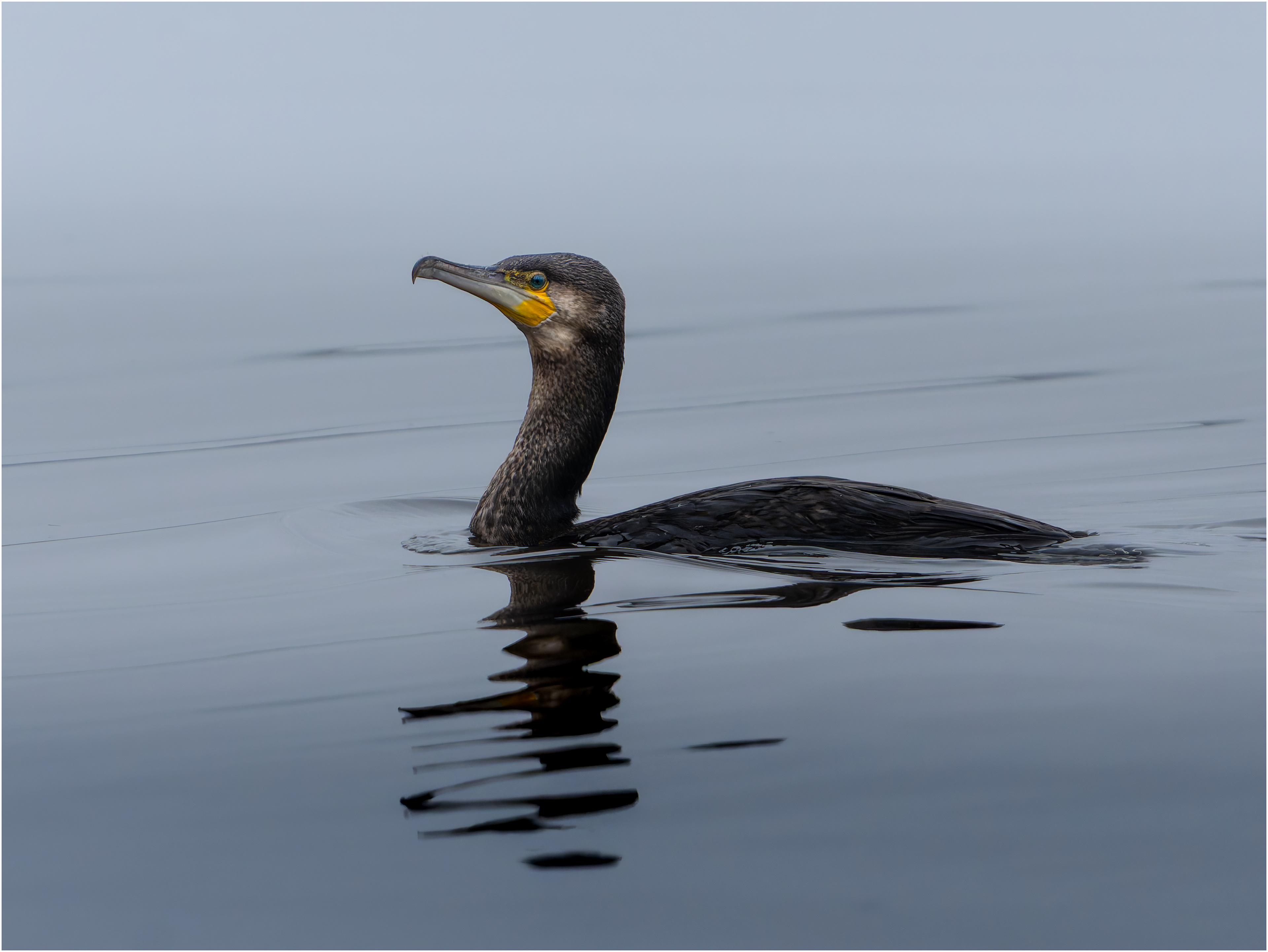 Cormorant "Black water": Newport, Shropshire, England