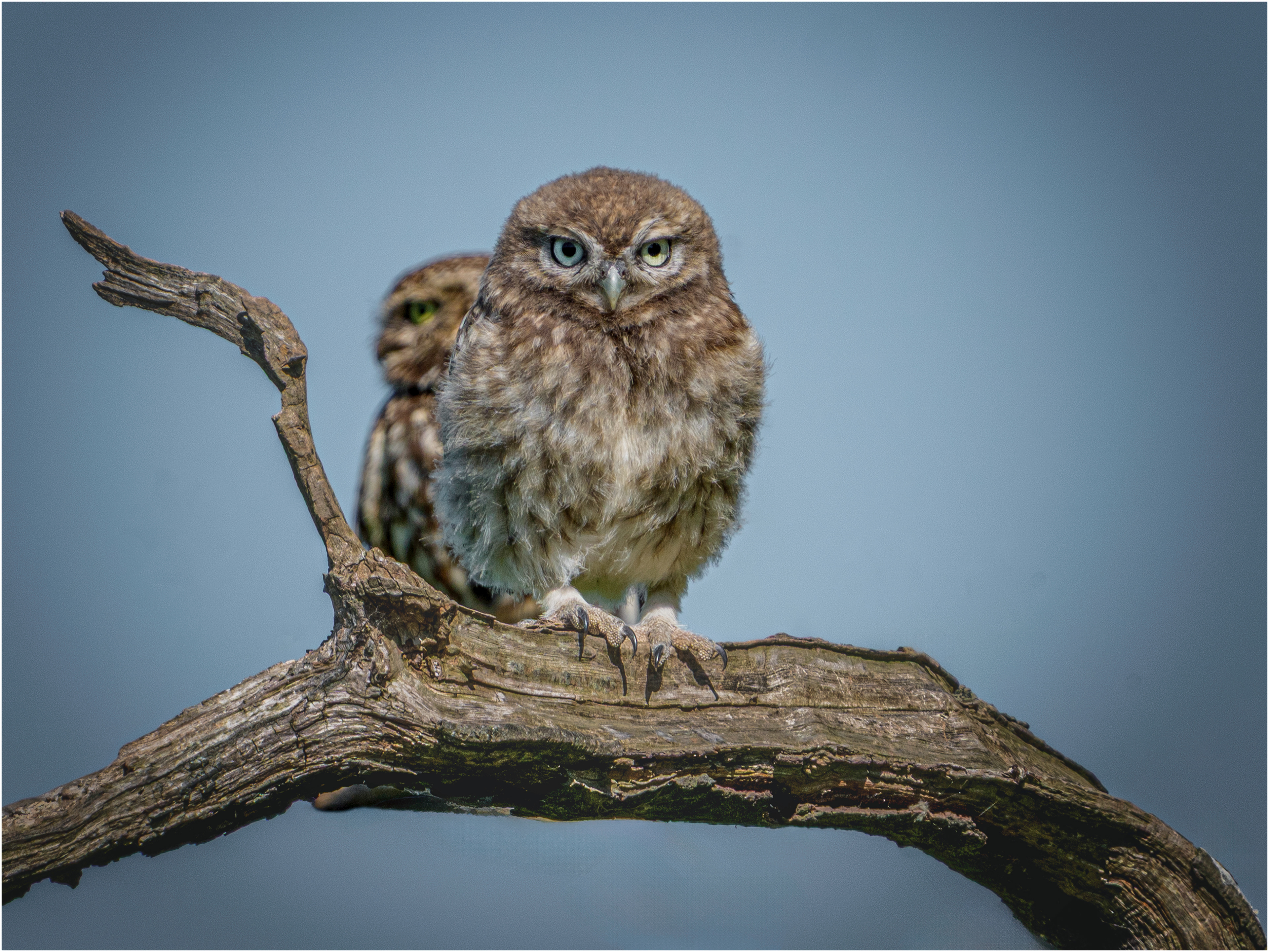 Baby Little Owl Branch walking : Staffordshire, England