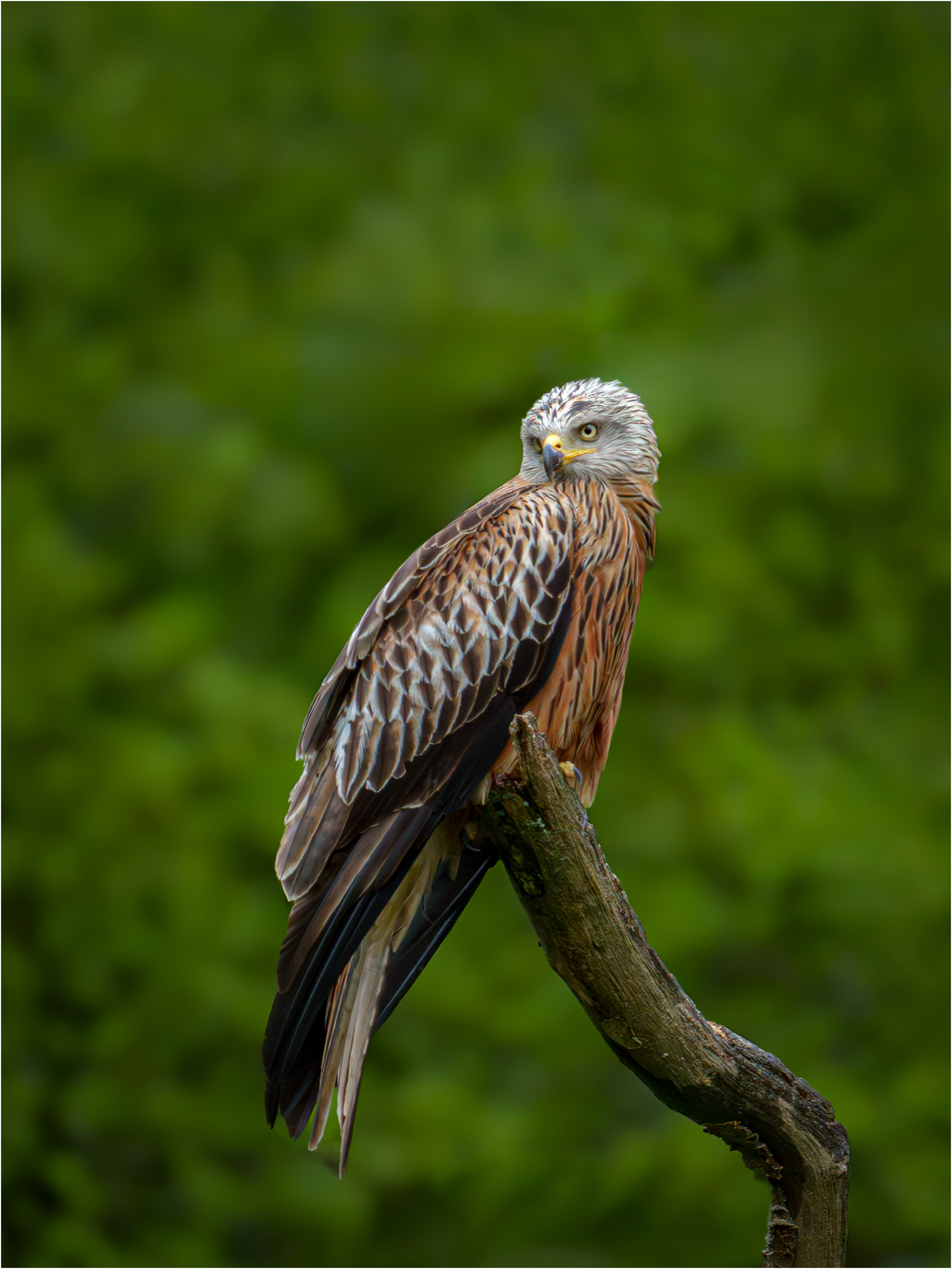 Red Kite: Rhayader, Wales