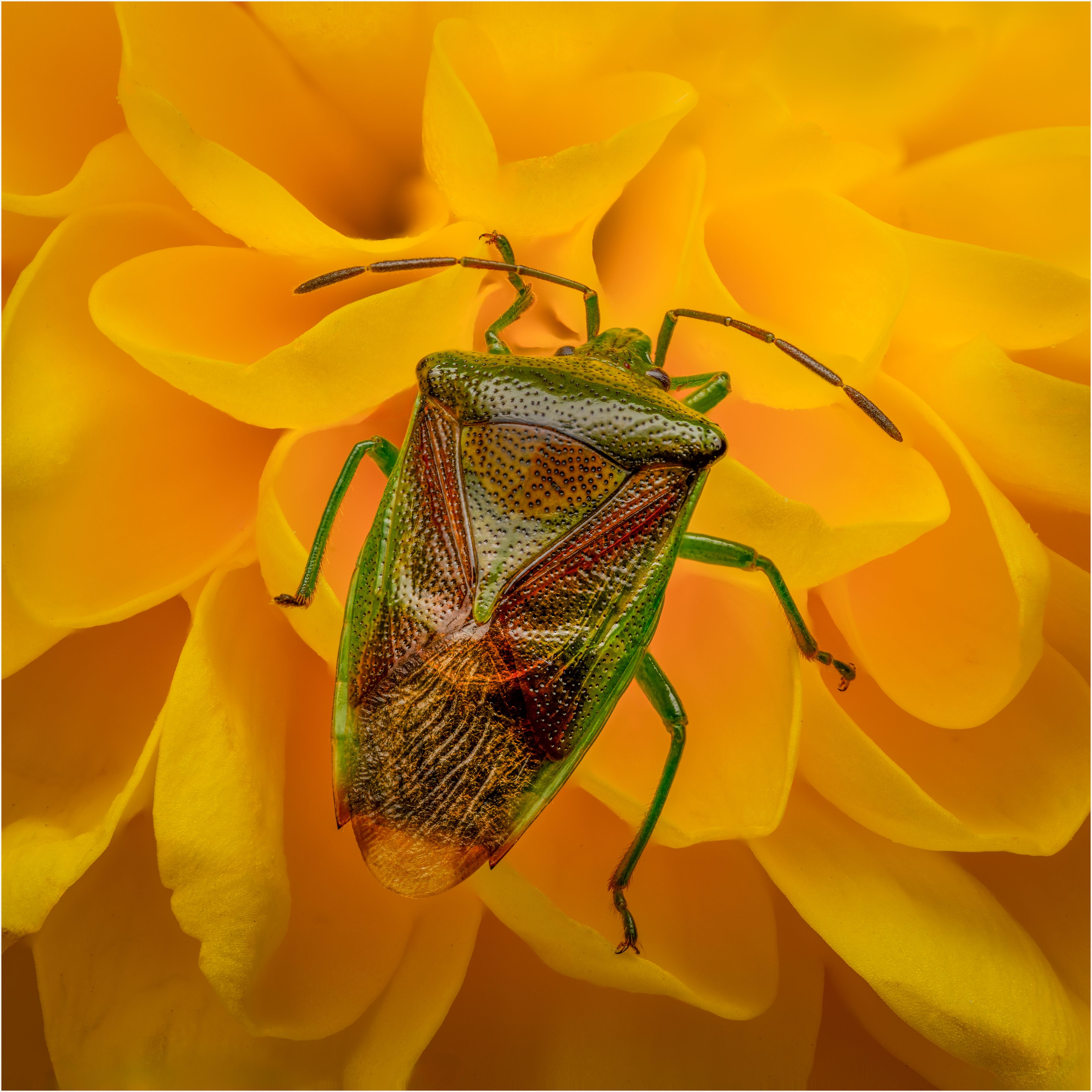 Birch Shield Bug